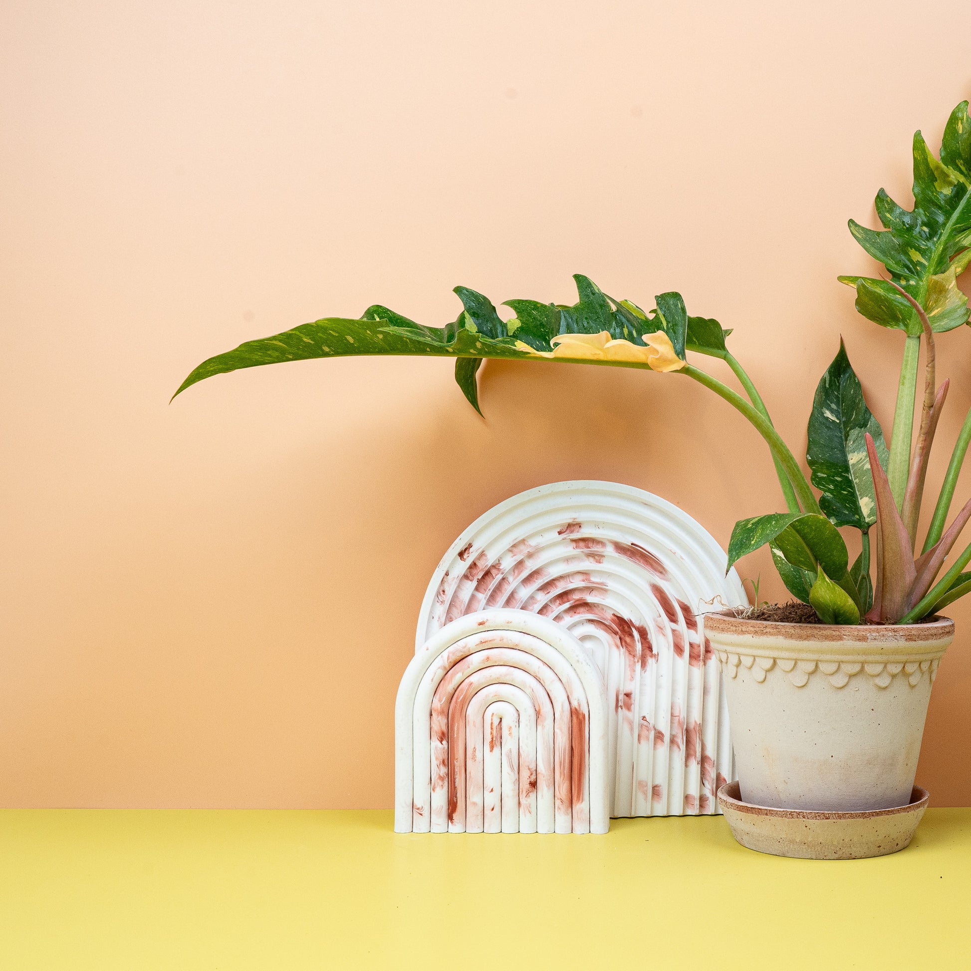 PHILODENDRON RING OF FIRE online bestellen bei potflourri