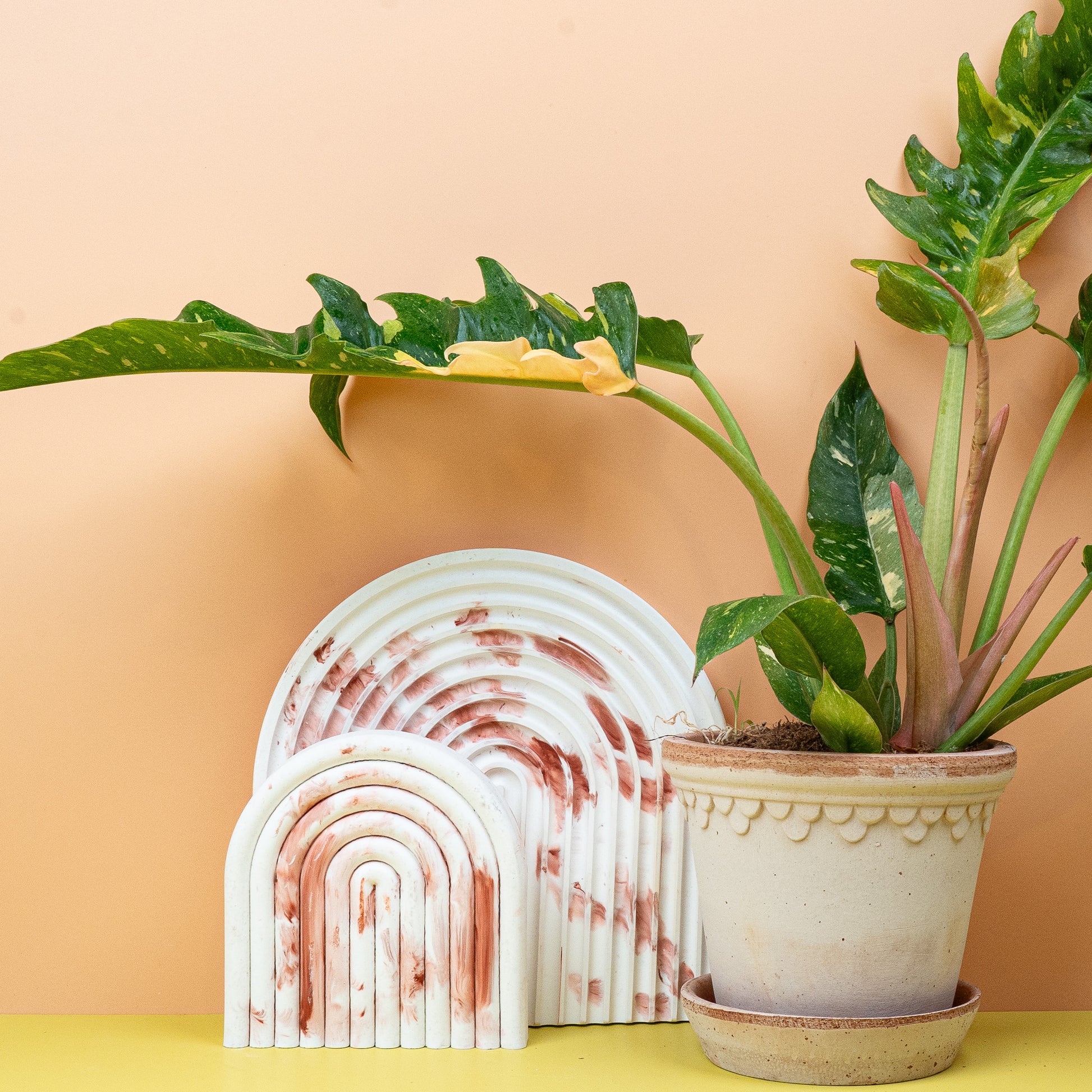 PHILODENDRON RING OF FIRE online bestellen bei potflourri