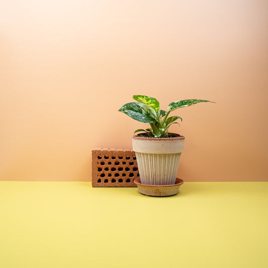 PHILODENDRON ROJO CONGO VARIEGATA online bestellen bei potflourri