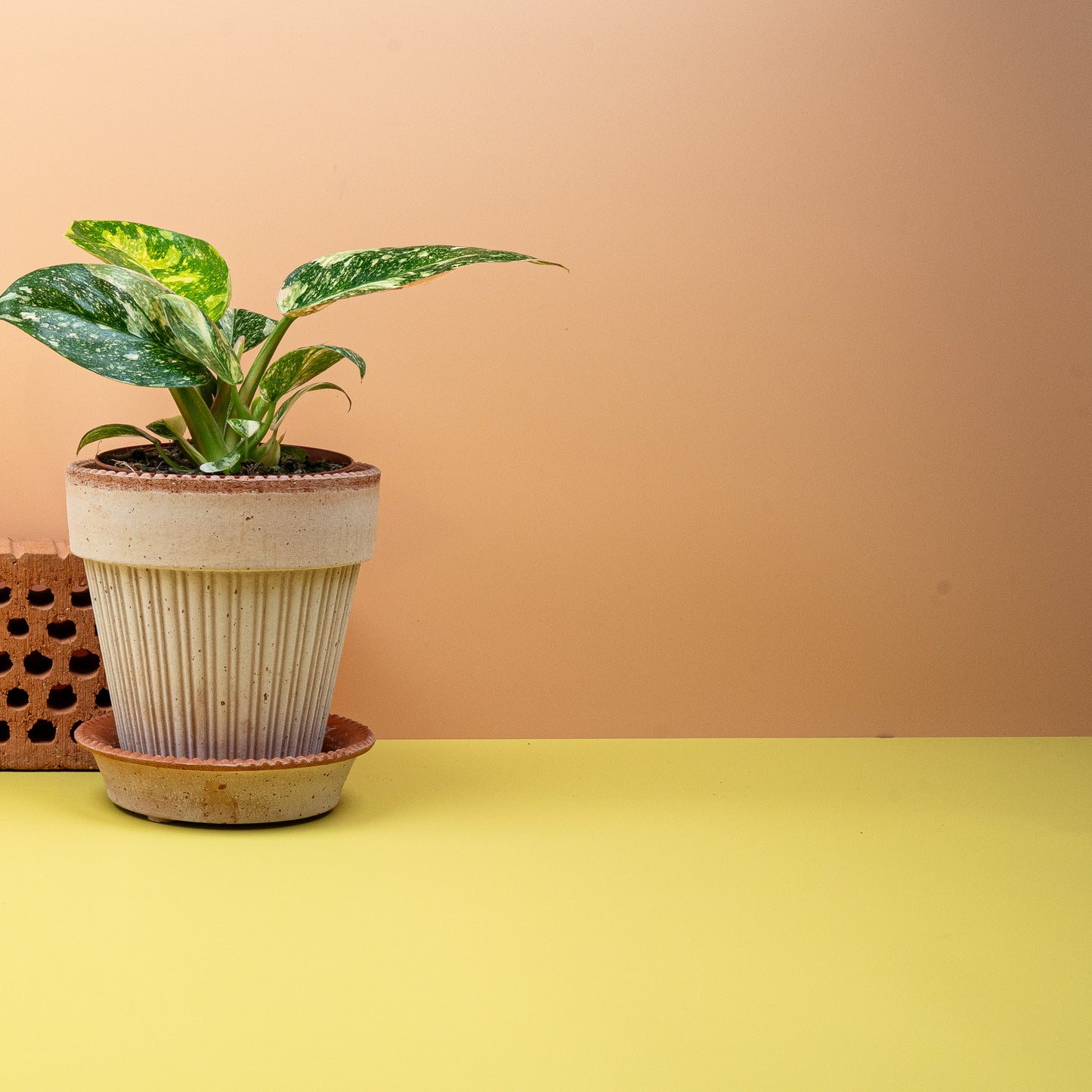 PHILODENDRON ROJO CONGO VARIEGATA online bestellen bei potflourri