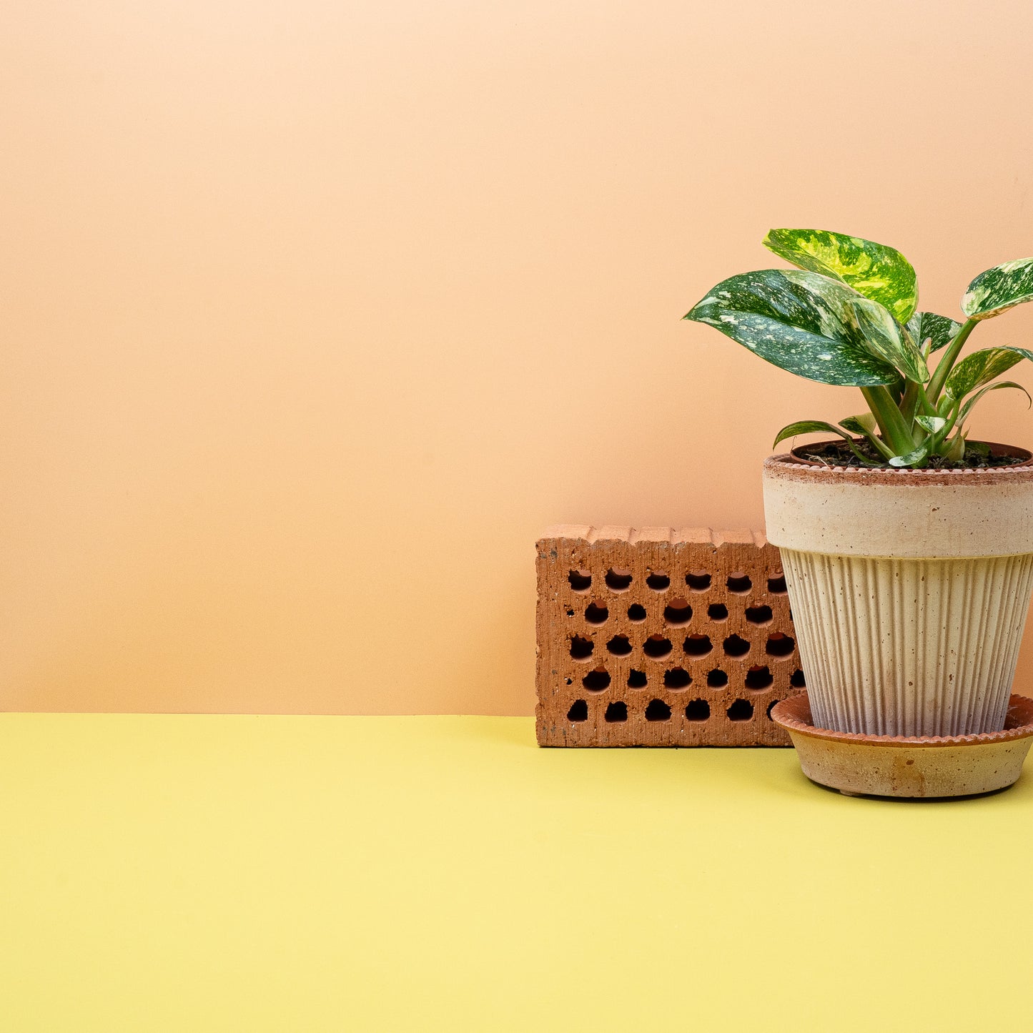 PHILODENDRON ROJO CONGO VARIEGATA online bestellen bei potflourri