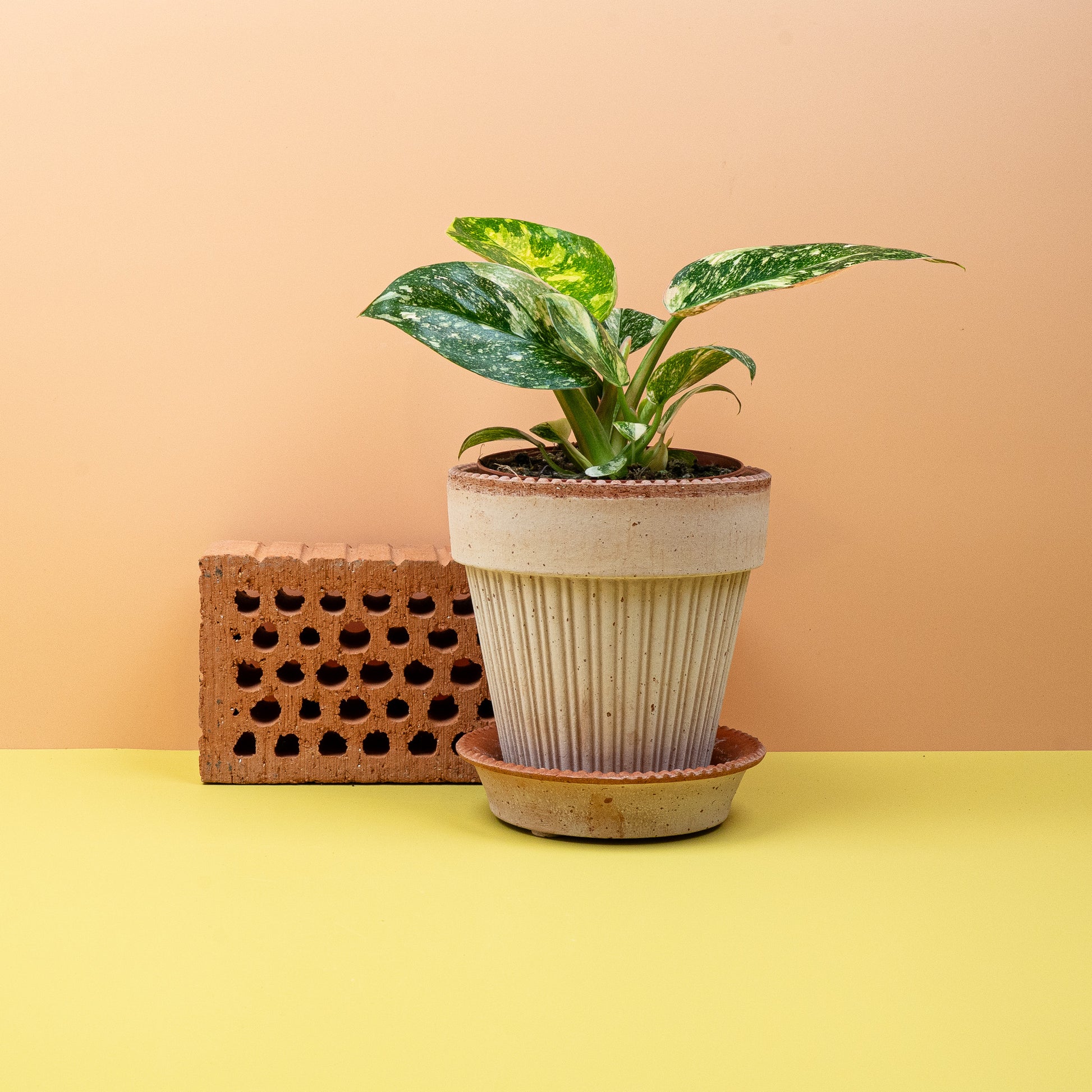 PHILODENDRON ROJO CONGO VARIEGATA online bestellen bei potflourri