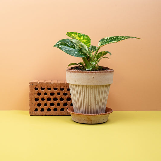 PHILODENDRON ROJO CONGO VARIEGATA online bestellen bei potflourri