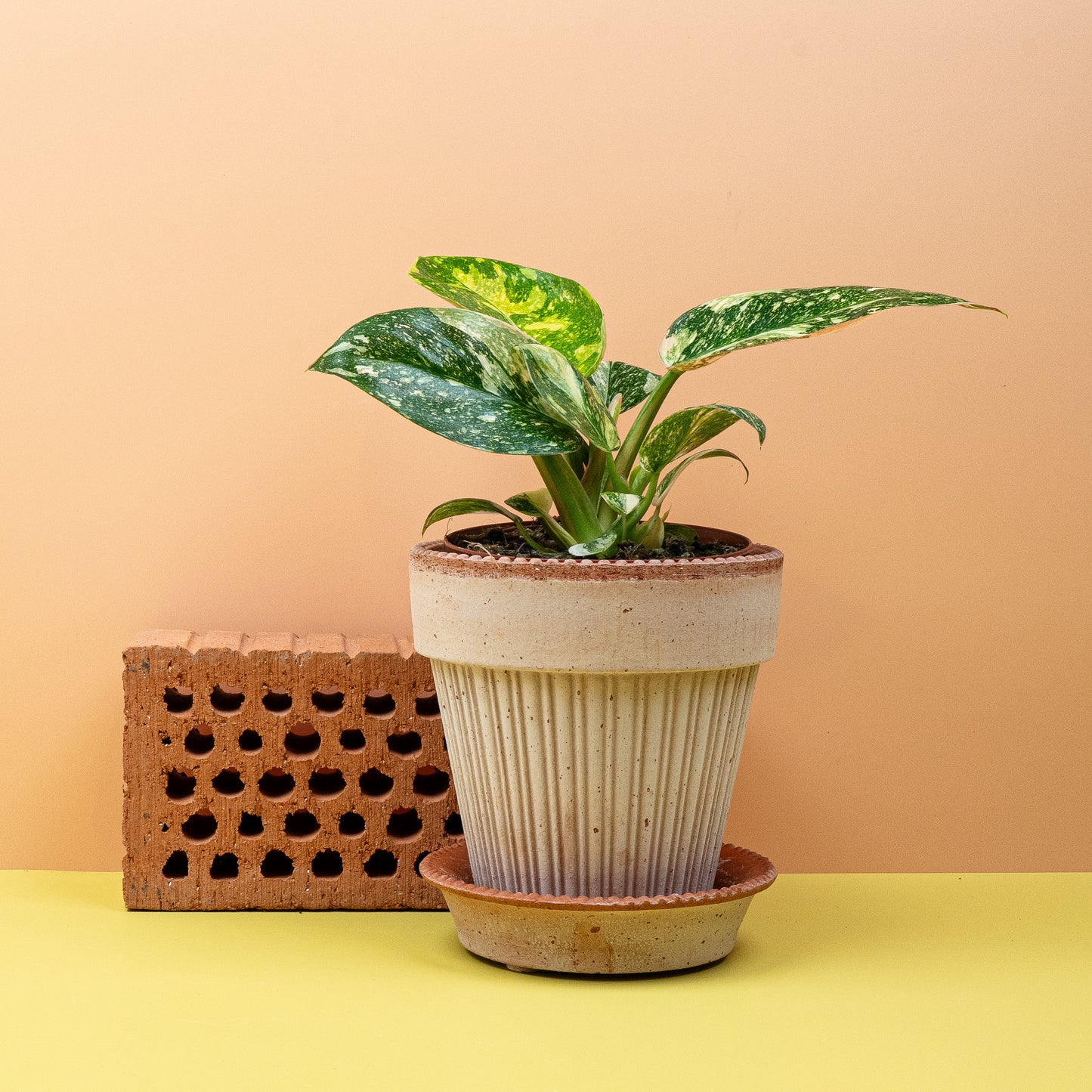 PHILODENDRON ROJO CONGO VARIEGATA online bestellen bei potflourri