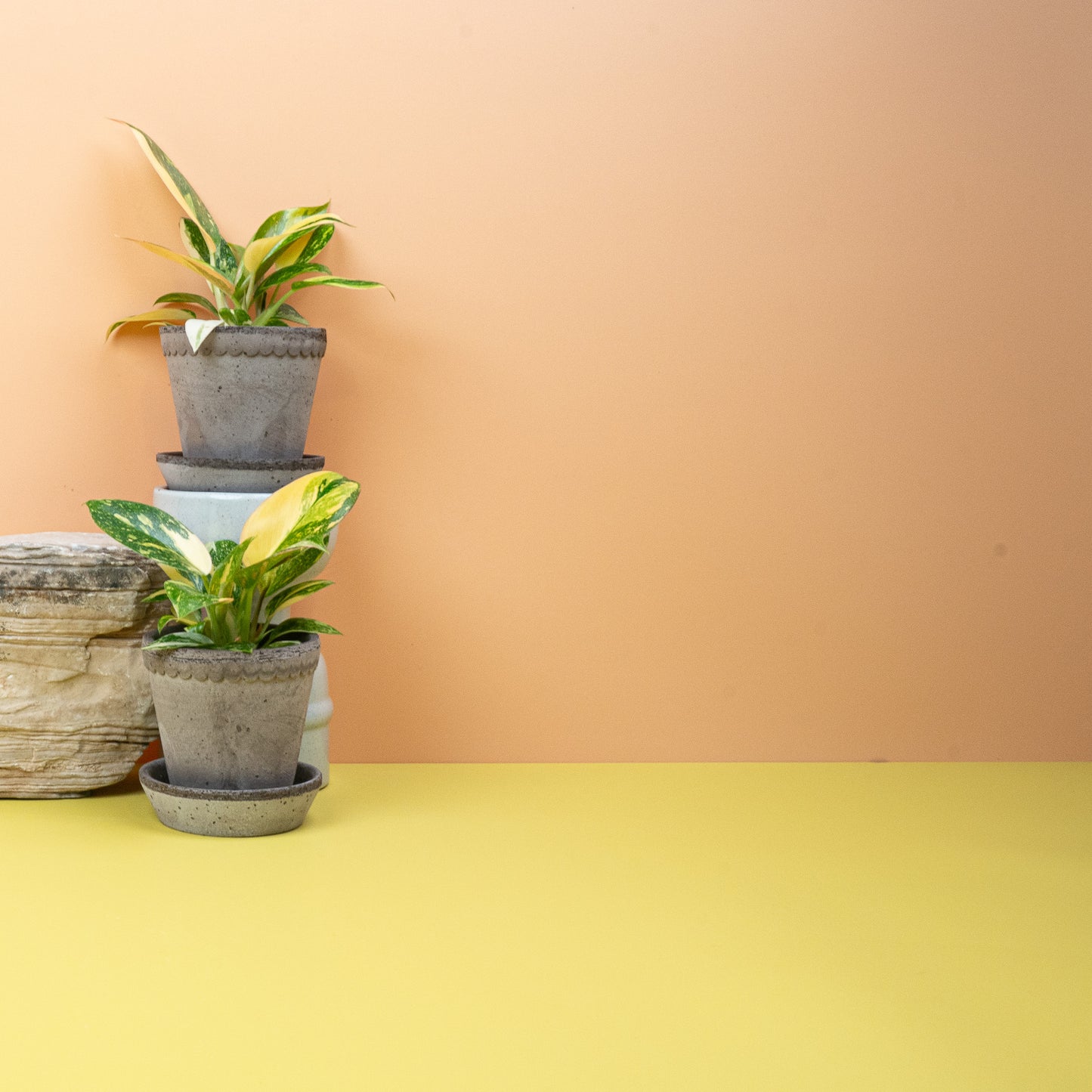 PHILODENDRON ROJO CONGO VARIEGATA online bestellen bei potflourri