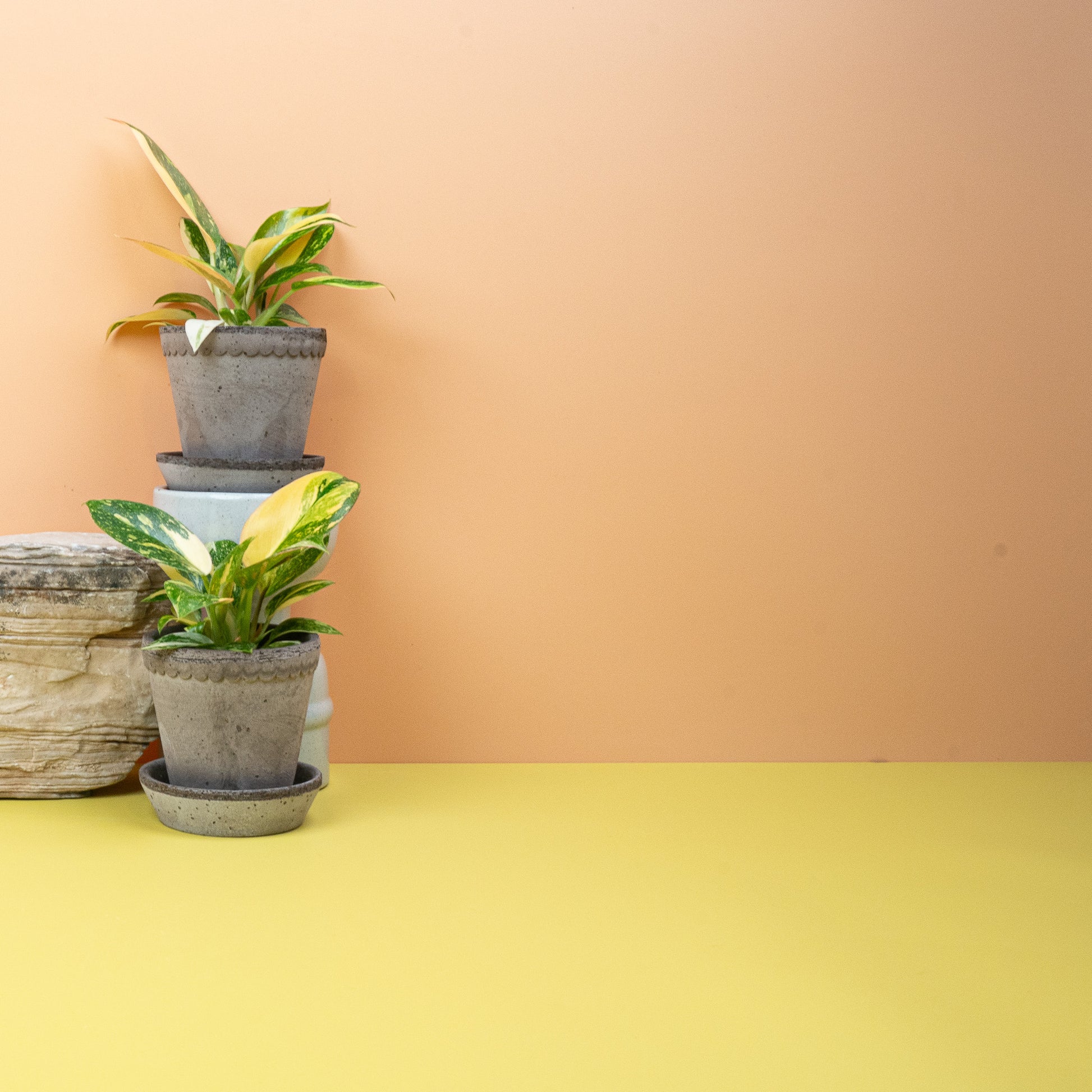 PHILODENDRON ROJO CONGO VARIEGATA online bestellen bei potflourri