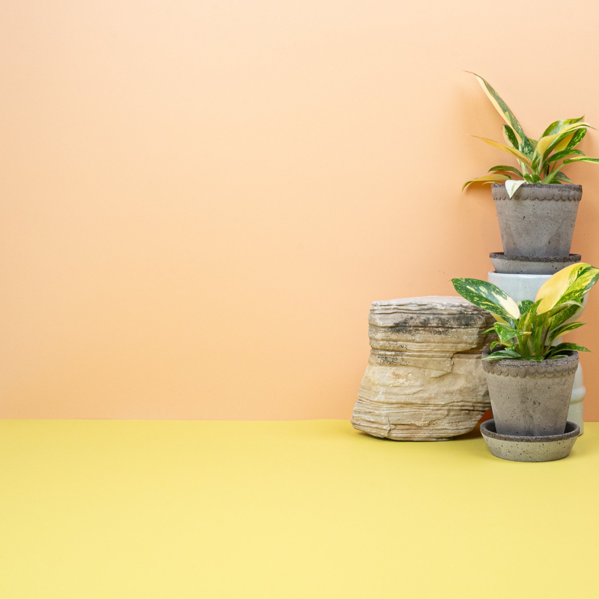 PHILODENDRON ROJO CONGO VARIEGATA online bestellen bei potflourri