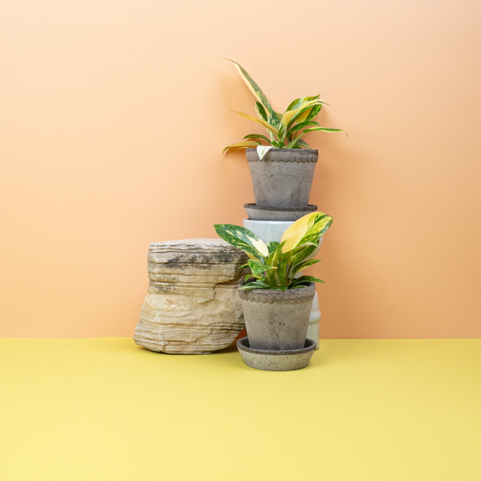 PHILODENDRON ROJO CONGO VARIEGATA online bestellen bei potflourri