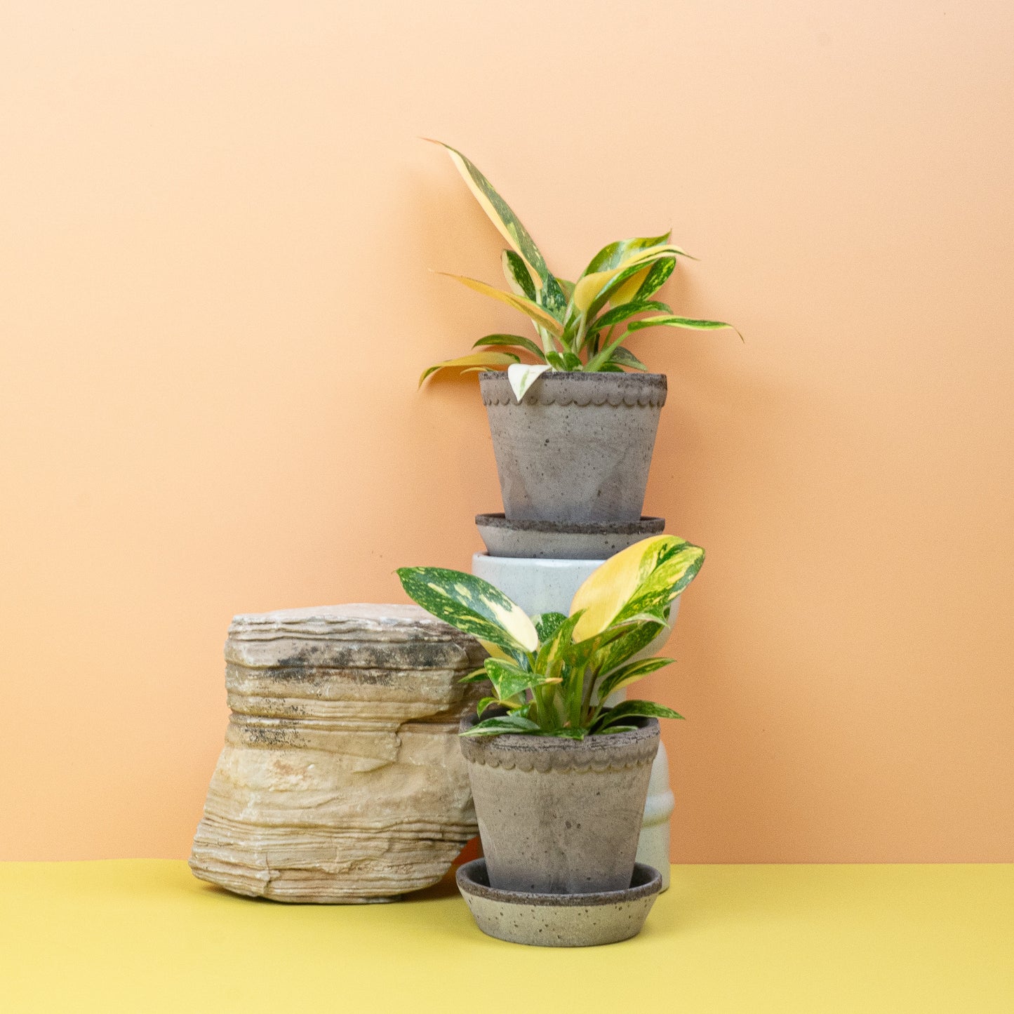 PHILODENDRON ROJO CONGO VARIEGATA online bestellen bei potflourri