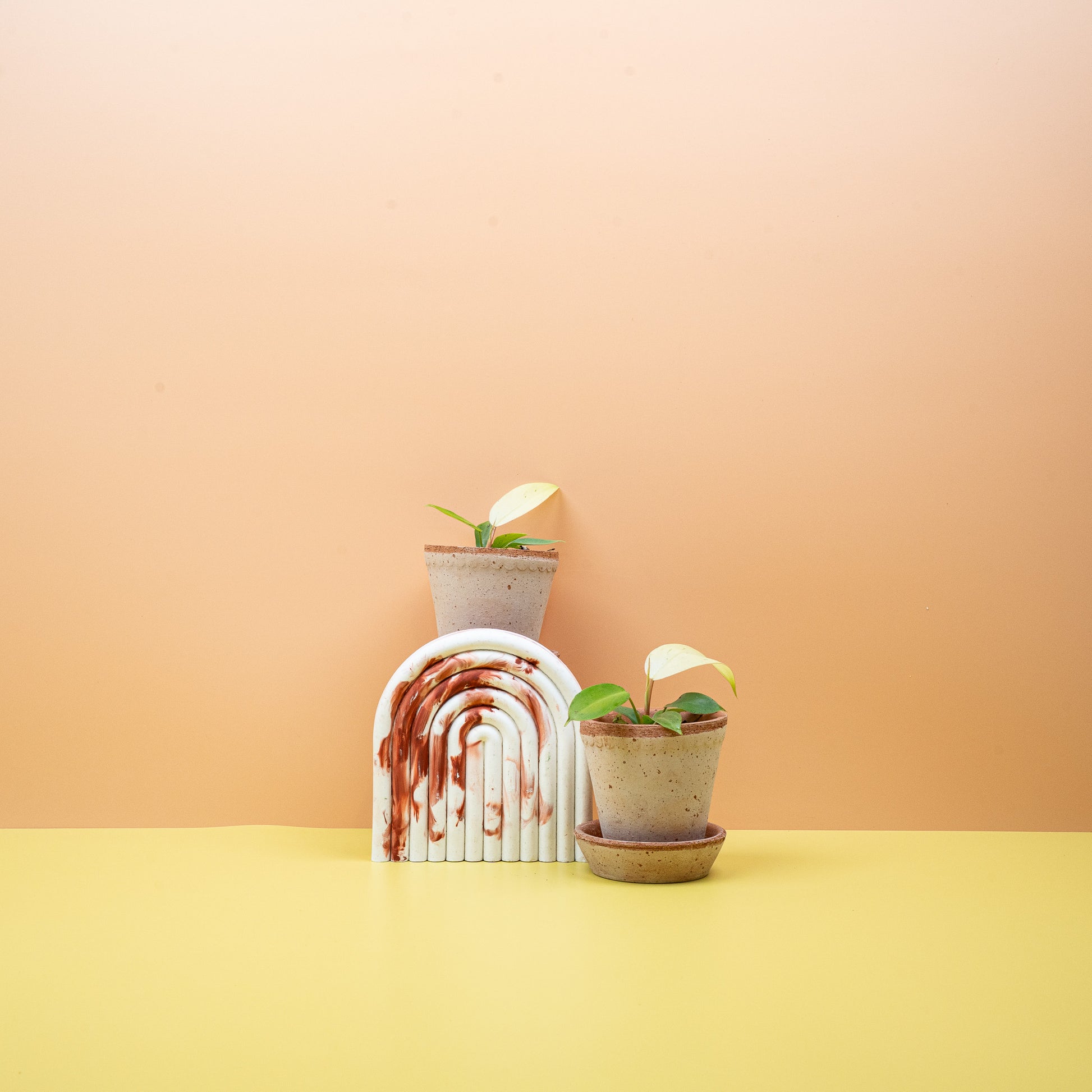 PHILODENDRON SNOWDRIFT online bestellen bei potflourri