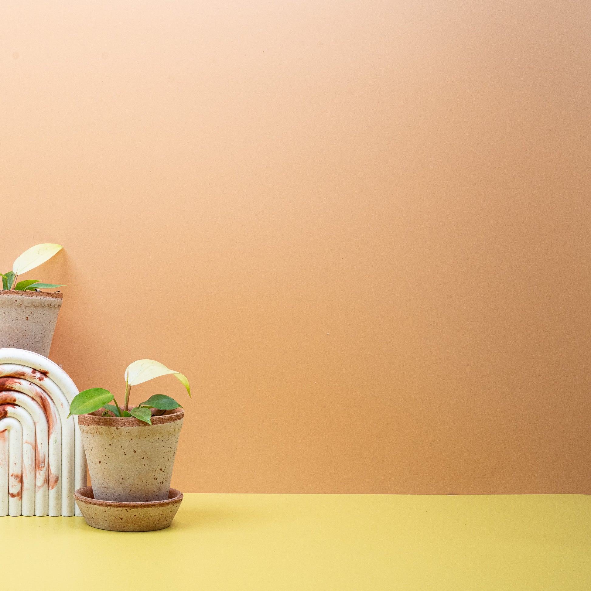 PHILODENDRON SNOWDRIFT online bestellen bei potflourri