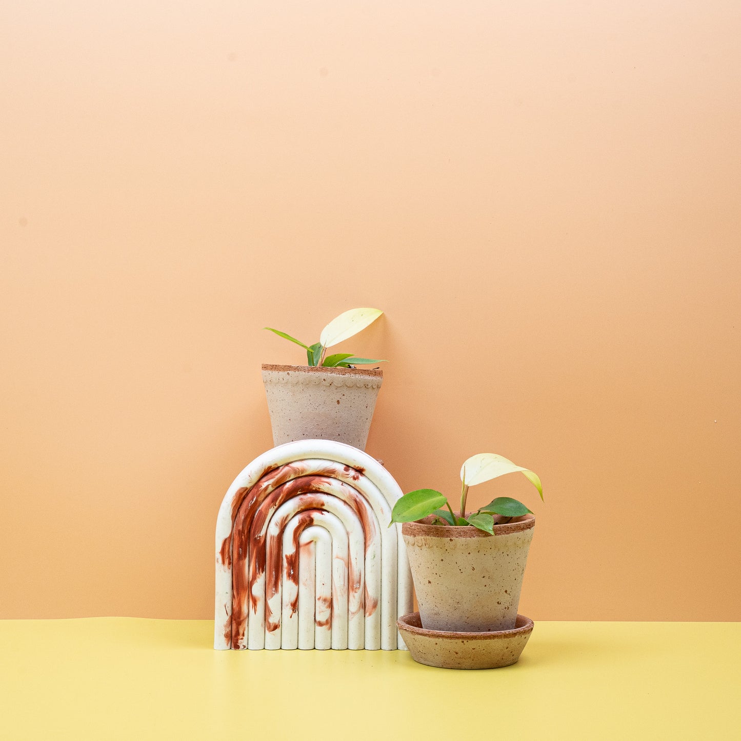 PHILODENDRON SNOWDRIFT online bestellen bei potflourri
