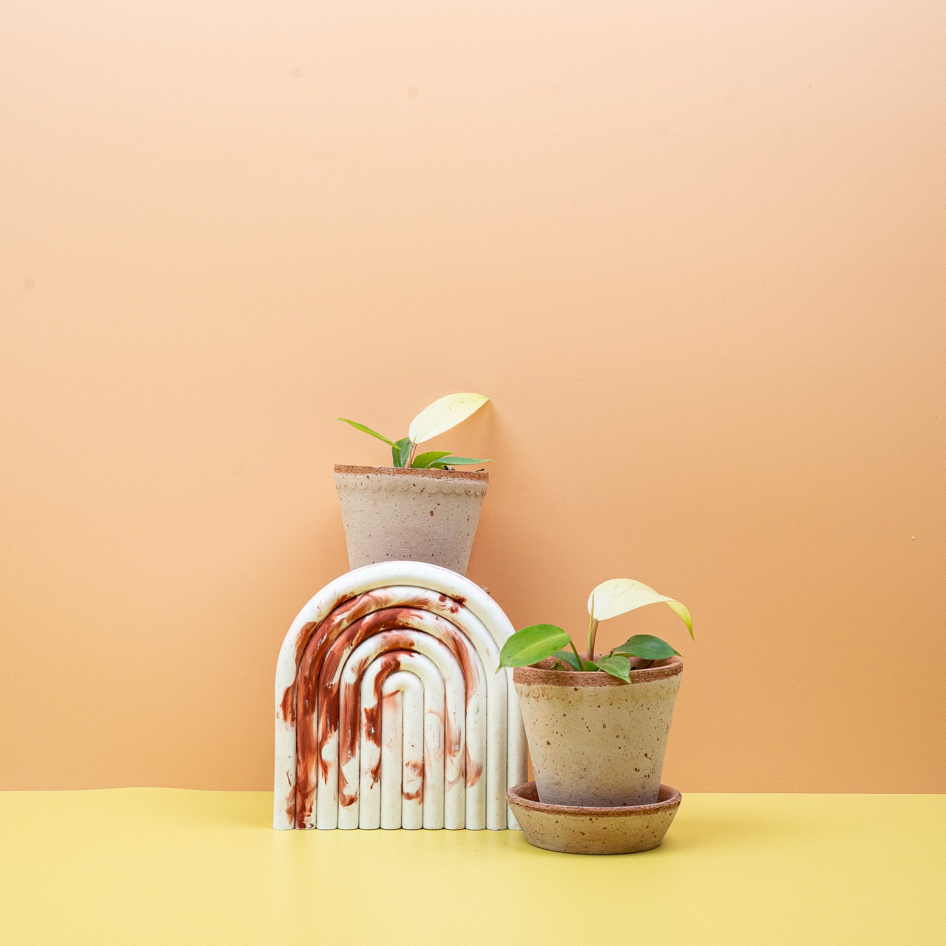 PHILODENDRON SNOWDRIFT online bestellen bei potflourri