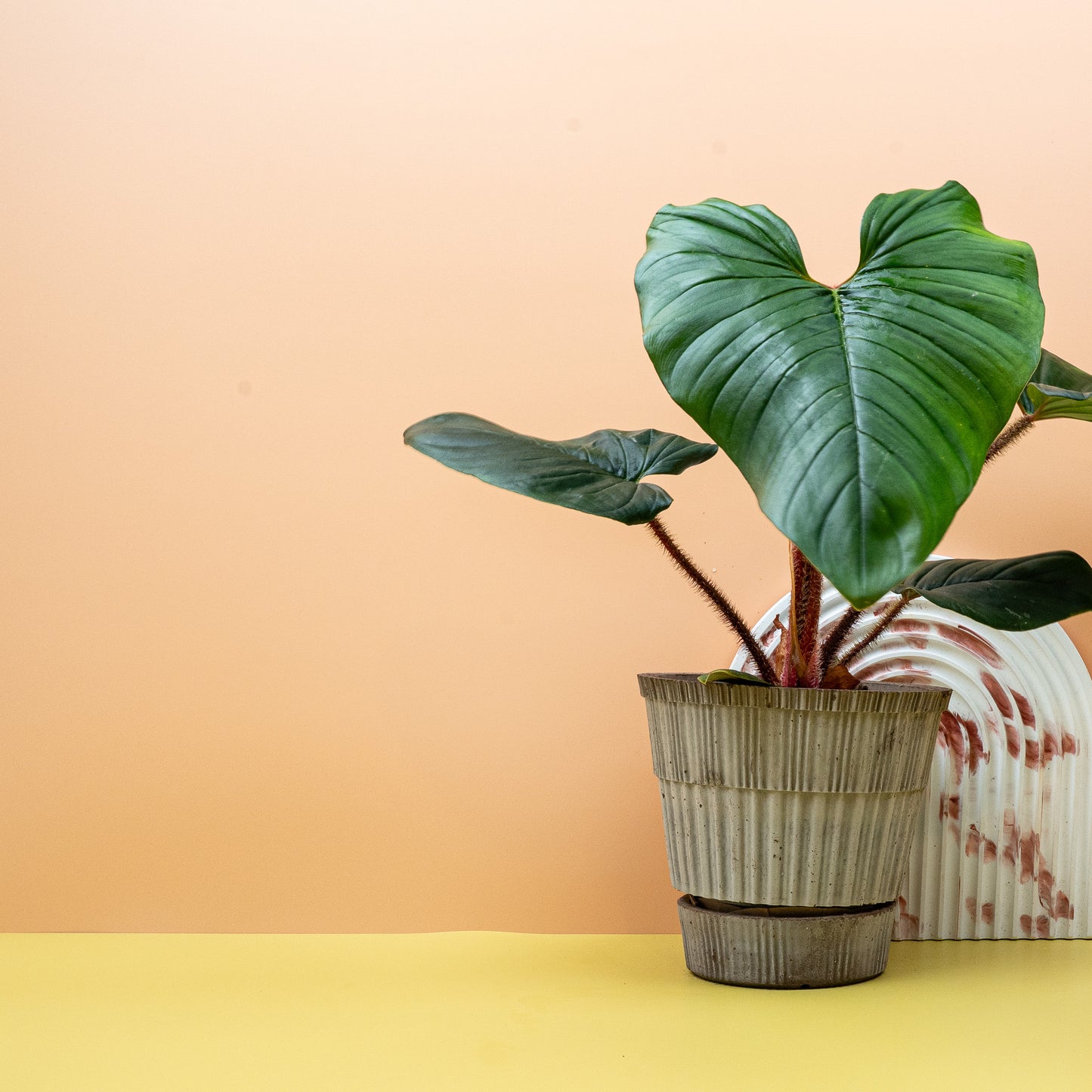 PHILODENDRON SQUAMICAULE online bestellen bei potflourri