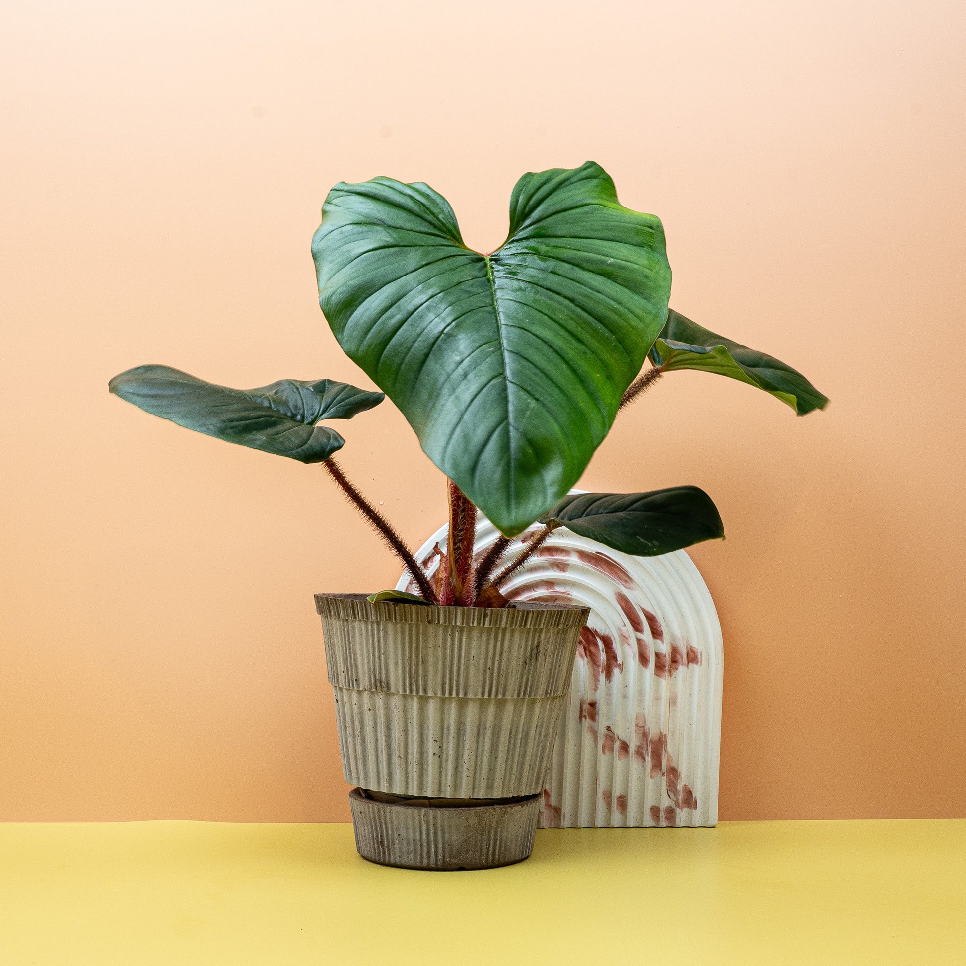 PHILODENDRON SQUAMICAULE online bestellen bei potflourri