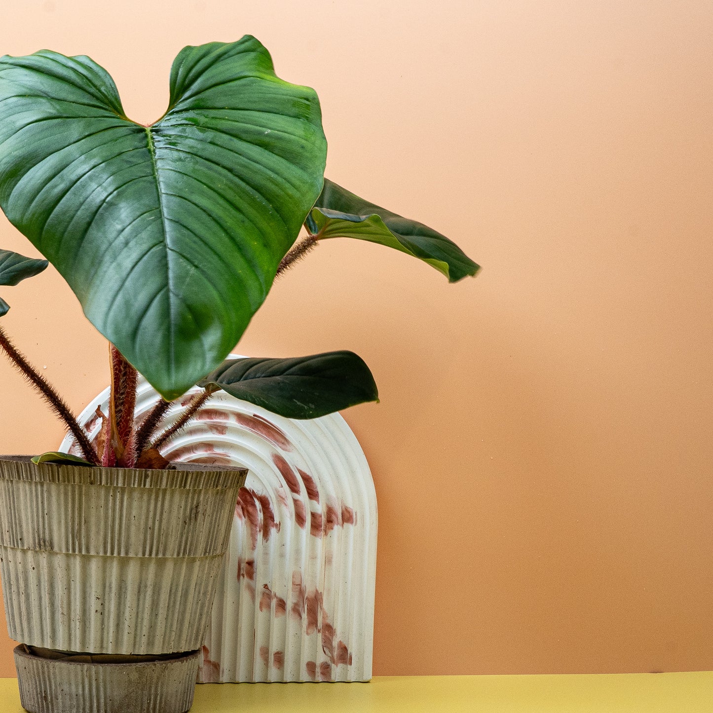 PHILODENDRON SQUAMICAULE online bestellen bei potflourri
