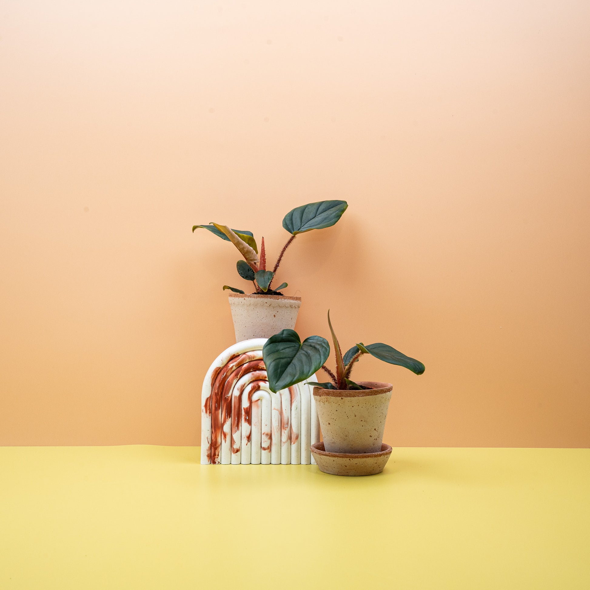 PHILODENDRON SQUAMICAULE online bestellen bei potflourri