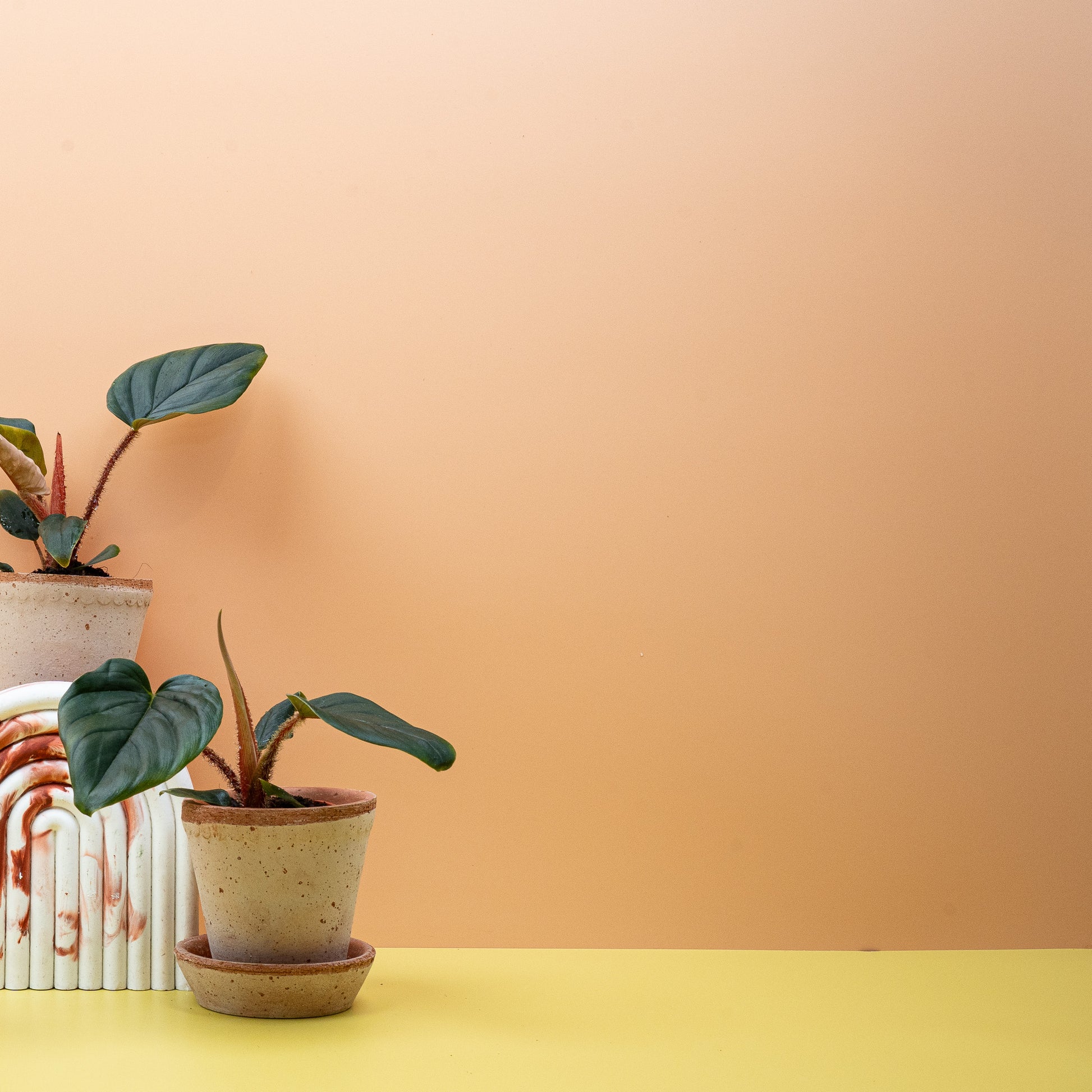 PHILODENDRON SQUAMICAULE online bestellen bei potflourri