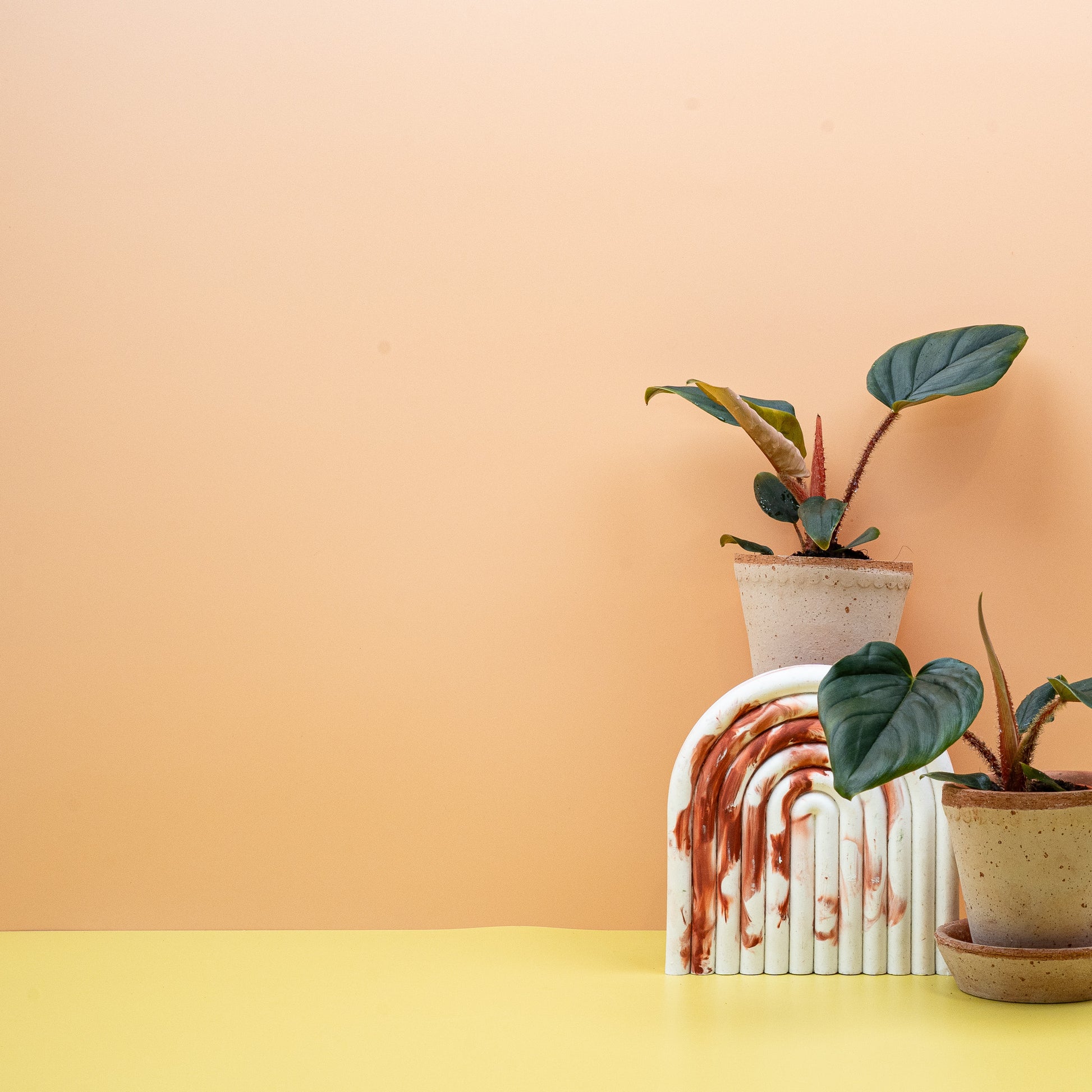 PHILODENDRON SQUAMICAULE online bestellen bei potflourri