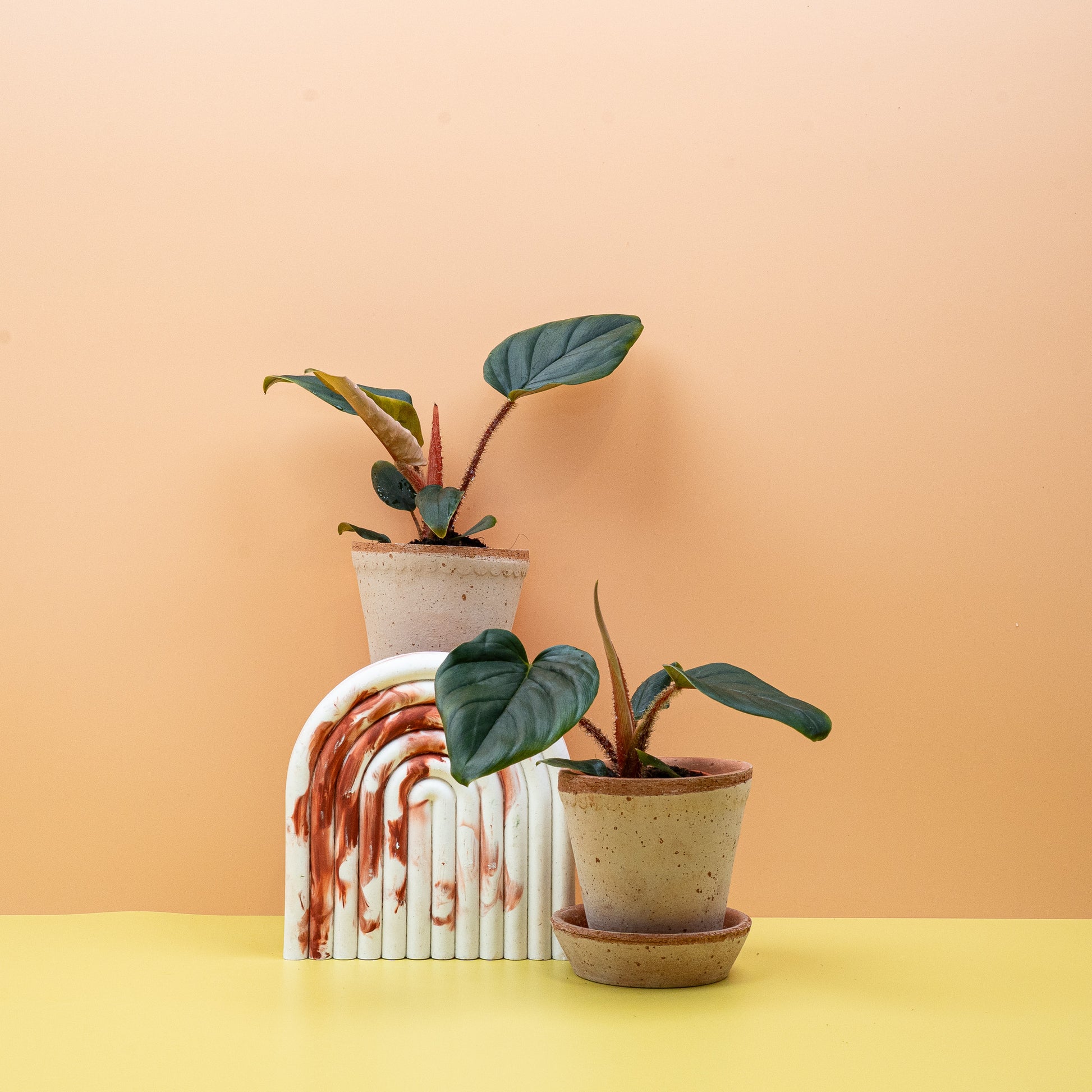 PHILODENDRON SQUAMICAULE online bestellen bei potflourri