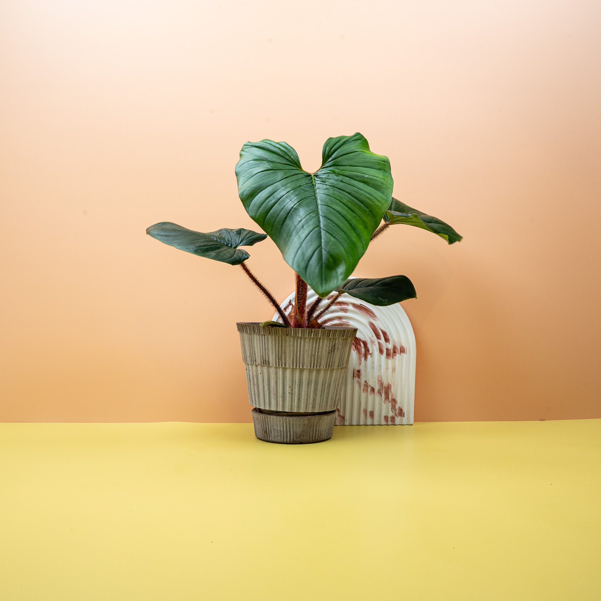 PHILODENDRON SQUAMICAULE online bestellen bei potflourri