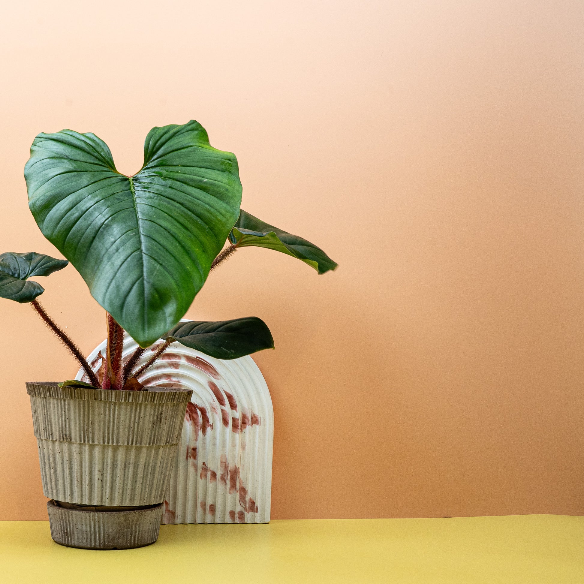PHILODENDRON SQUAMICAULE online bestellen bei potflourri