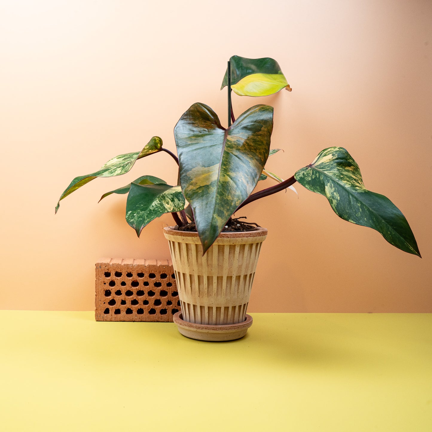 PHILODENDRON STRAWBERRY SHAKE online bestellen bei potflourri