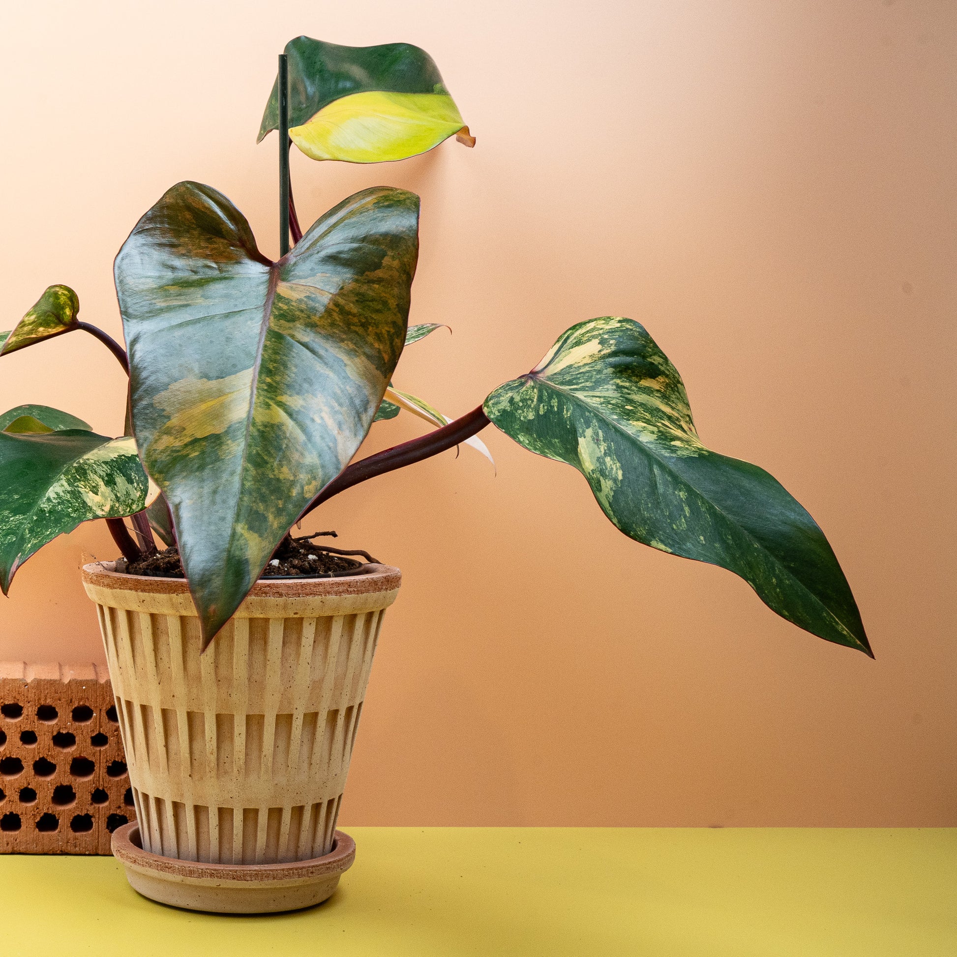 PHILODENDRON STRAWBERRY SHAKE online bestellen bei potflourri