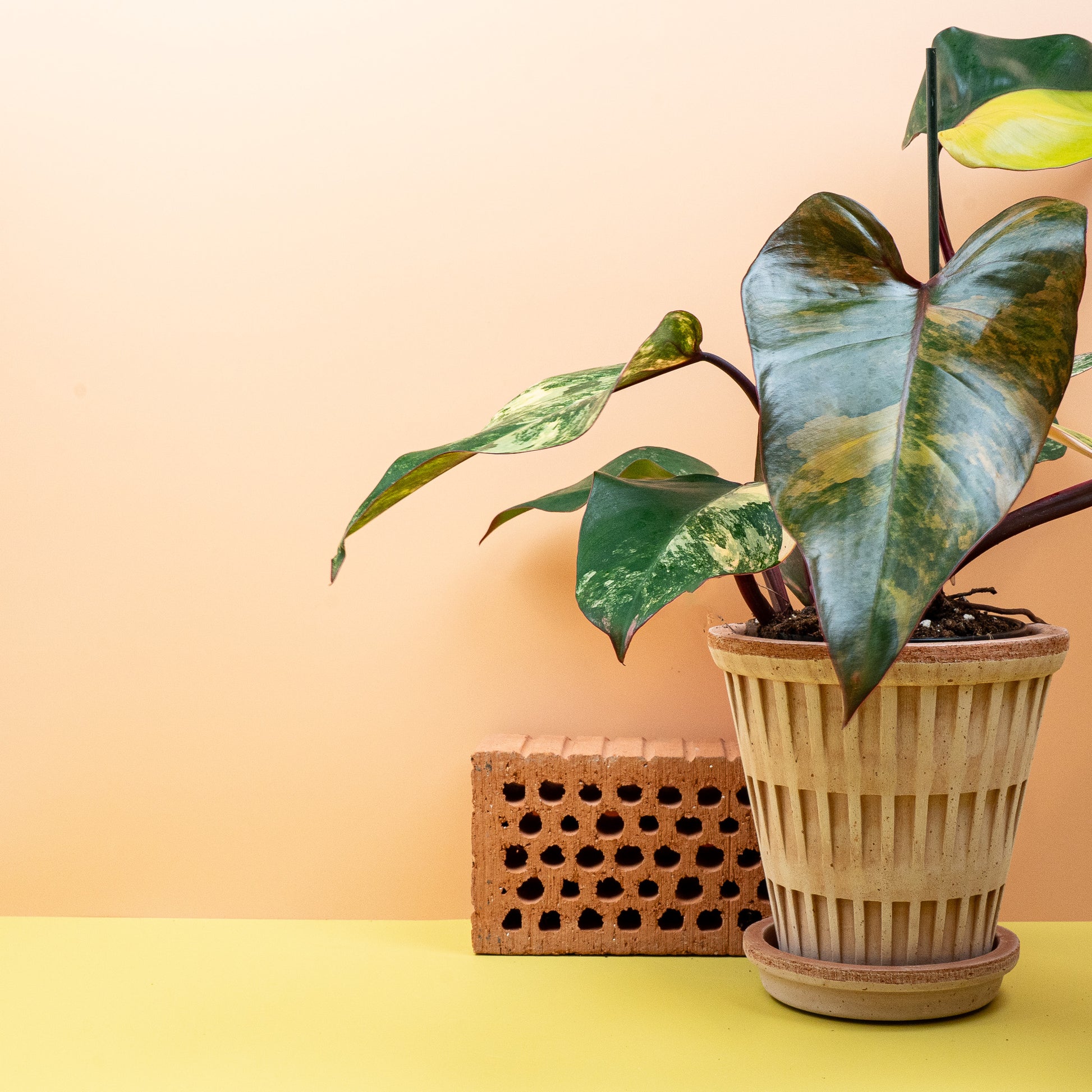 PHILODENDRON STRAWBERRY SHAKE online bestellen bei potflourri