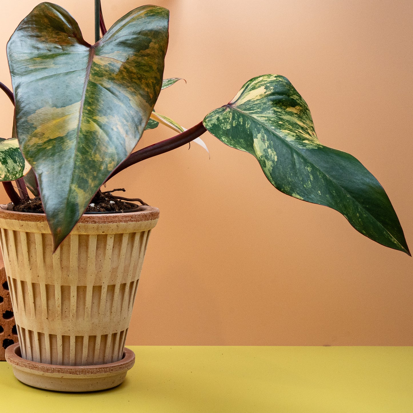 PHILODENDRON STRAWBERRY SHAKE online bestellen bei potflourri