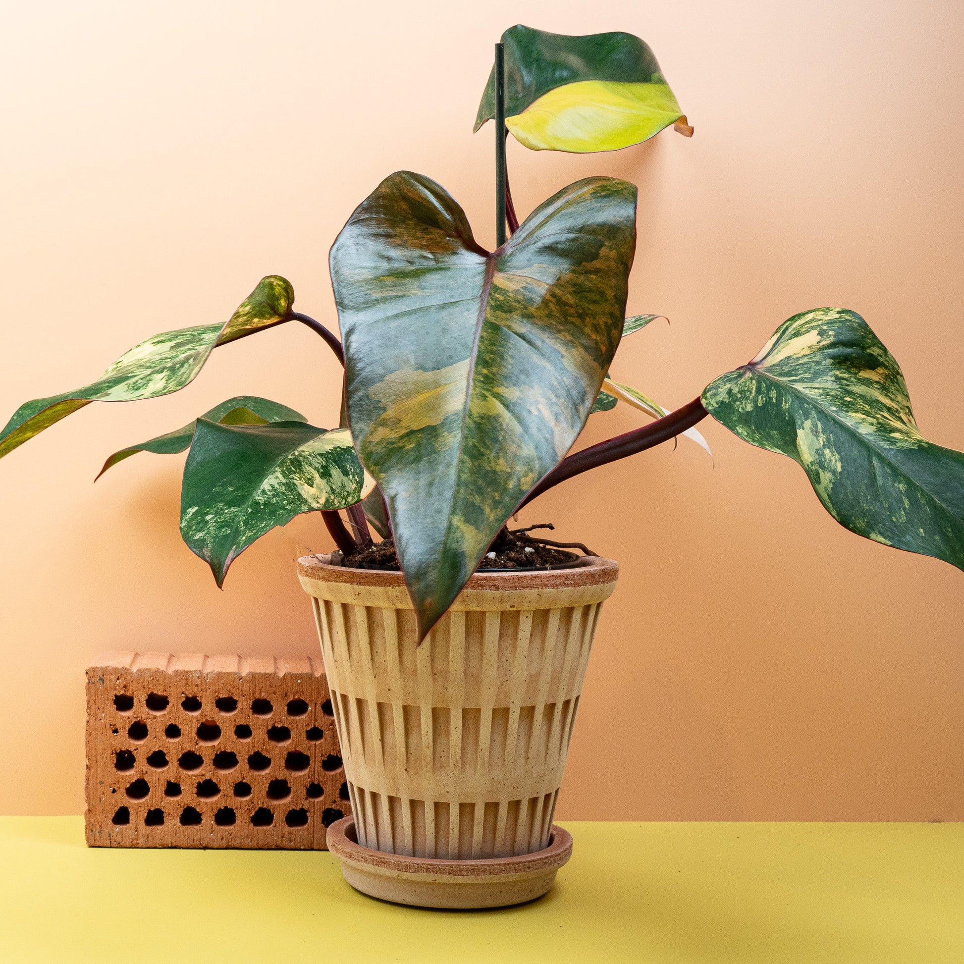 PHILODENDRON STRAWBERRY SHAKE online bestellen bei potflourri