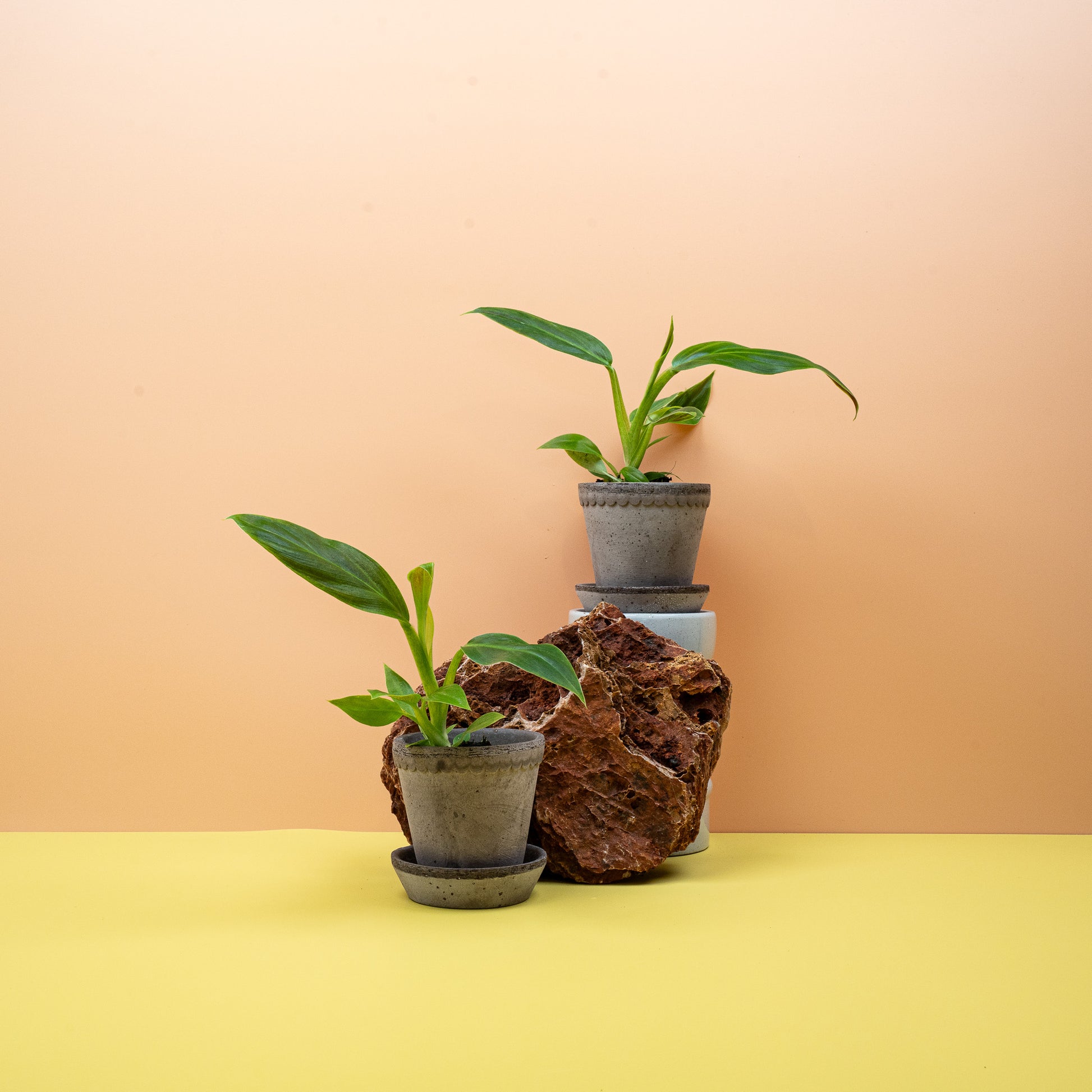 PHILODENDRON SUBHASTATUM online bestellen bei potflourri