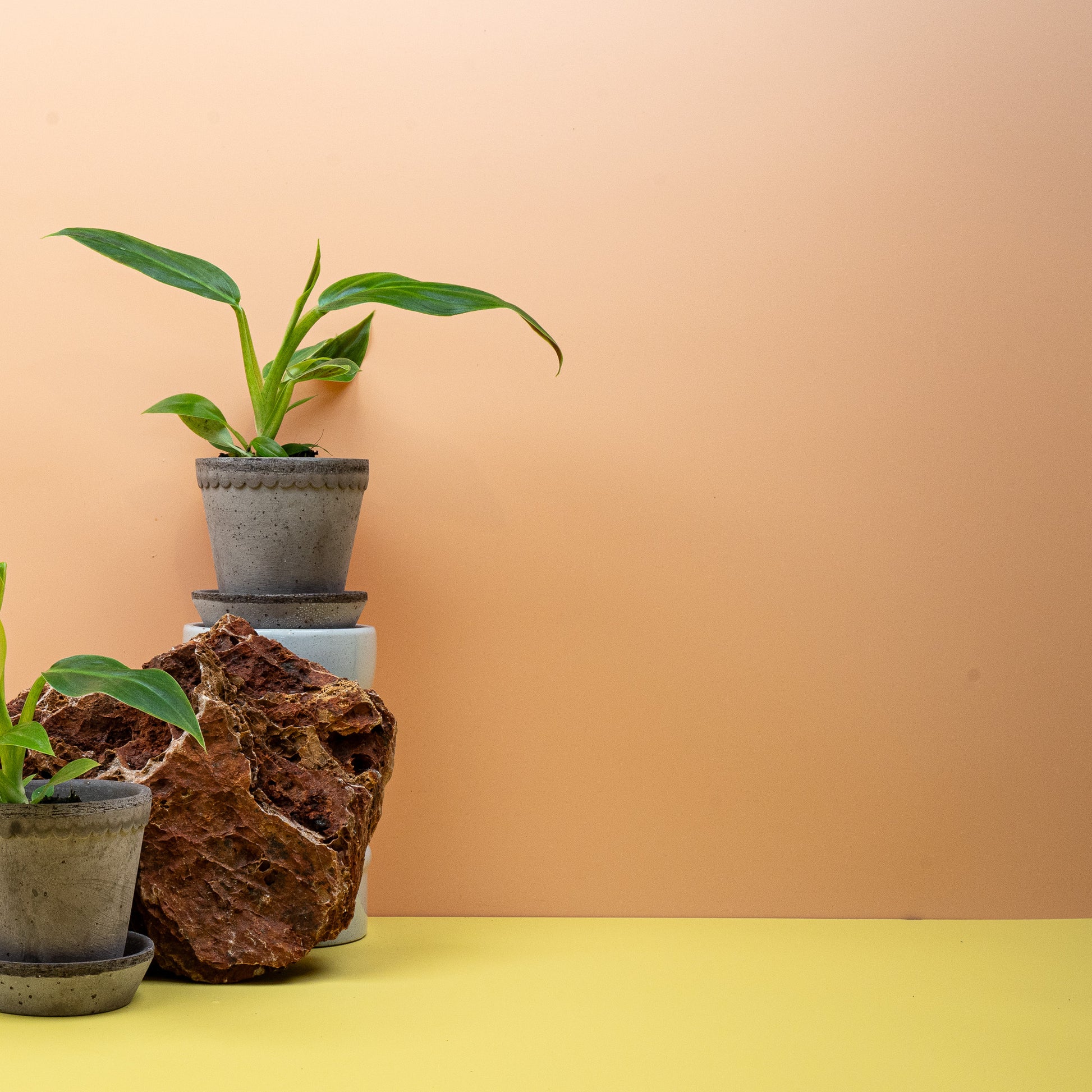 PHILODENDRON SUBHASTATUM online bestellen bei potflourri