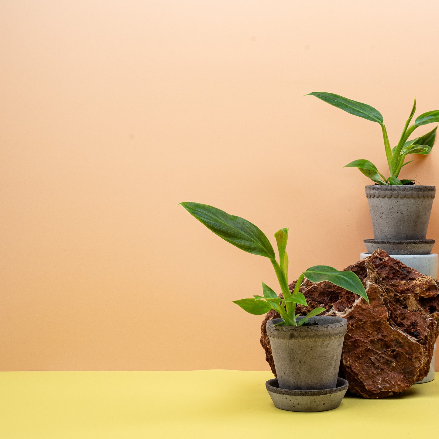 PHILODENDRON SUBHASTATUM online bestellen bei potflourri