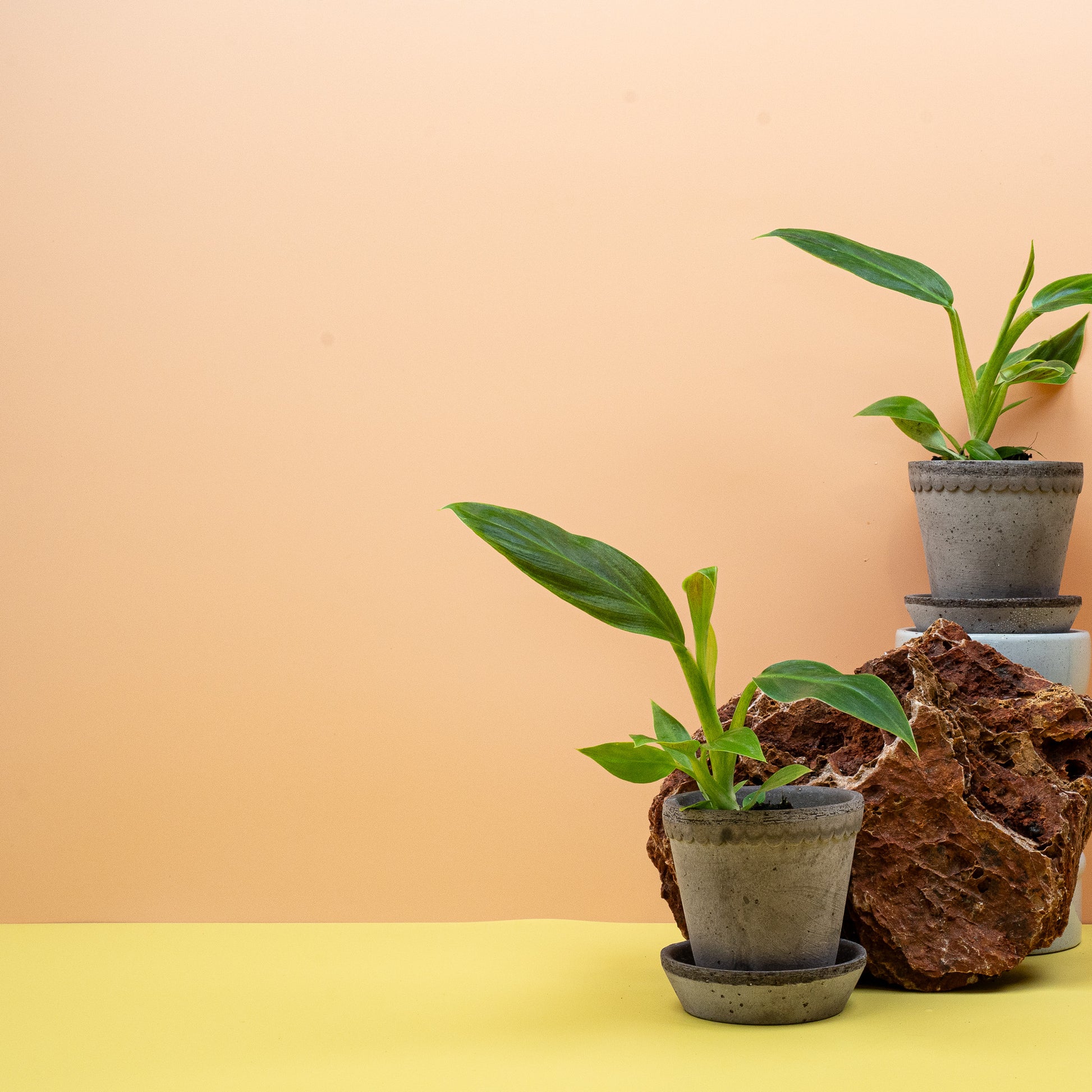 PHILODENDRON SUBHASTATUM online bestellen bei potflourri