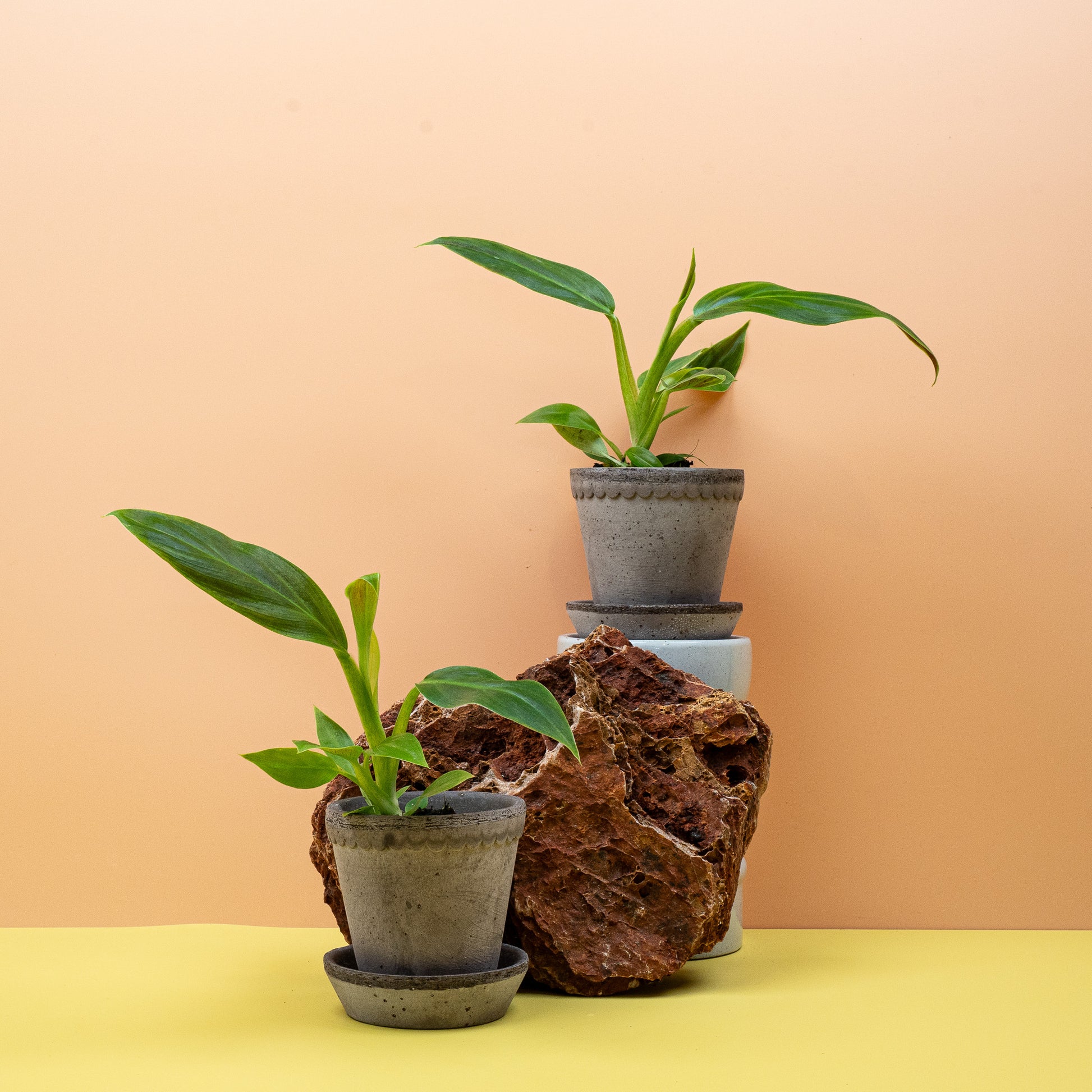 PHILODENDRON SUBHASTATUM online bestellen bei potflourri
