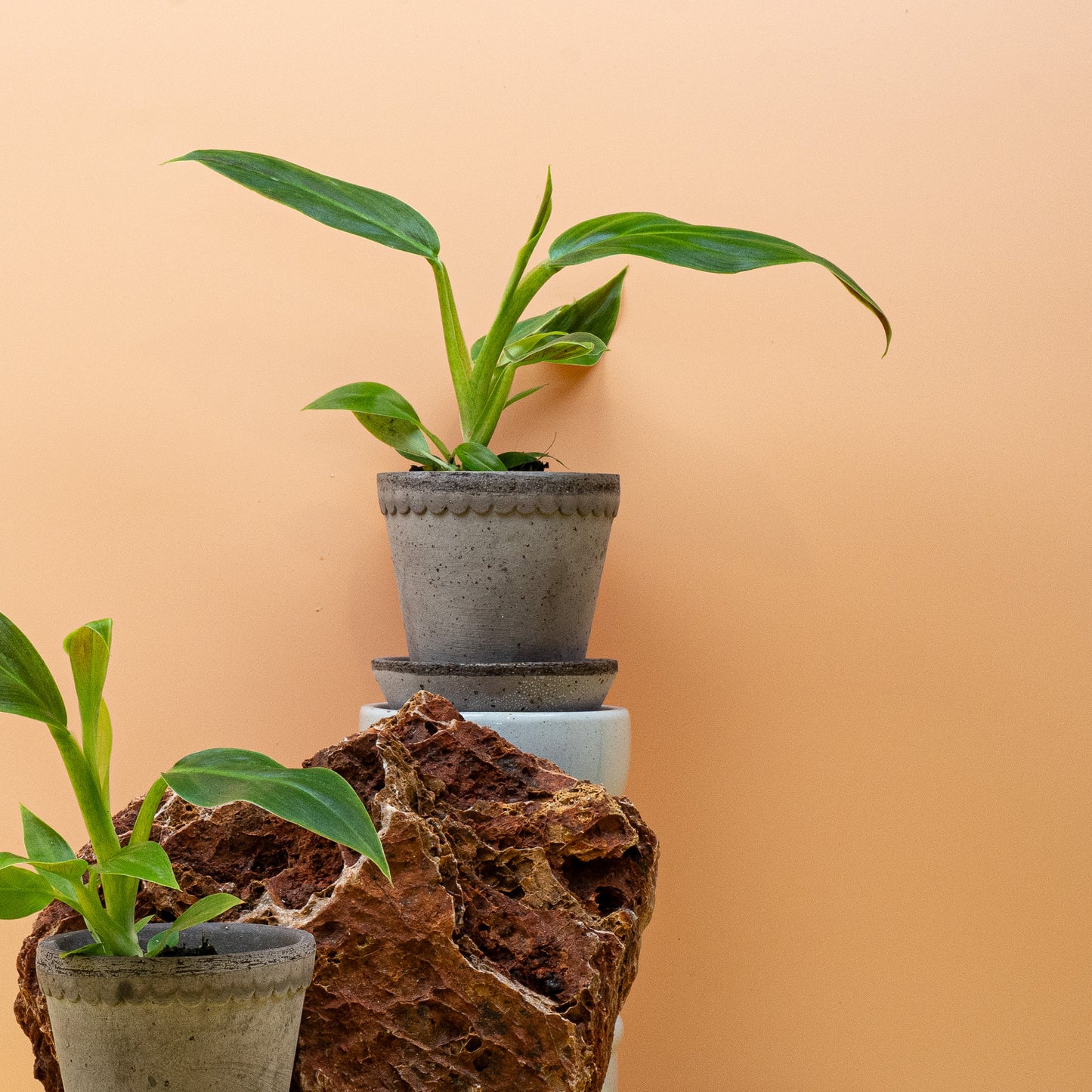 PHILODENDRON SUBHASTATUM online bestellen bei potflourri