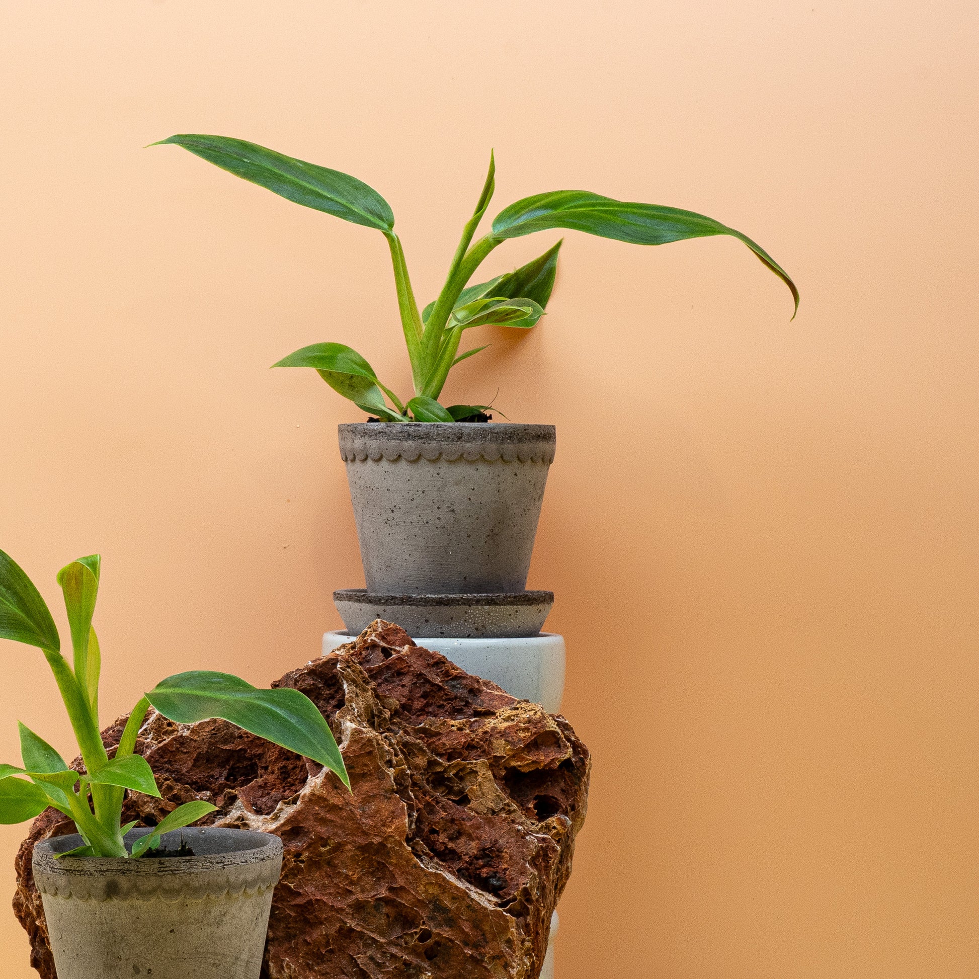 PHILODENDRON SUBHASTATUM online bestellen bei potflourri