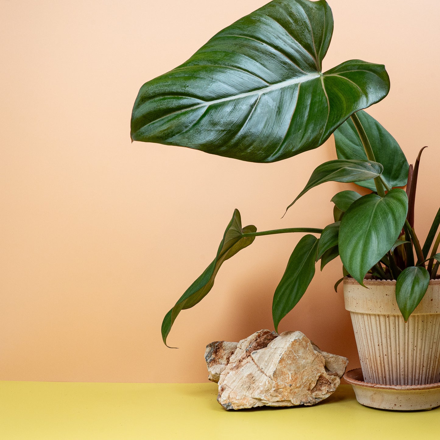 PHILODENDRON SUMMER GLORY online bestellen bei potflourri