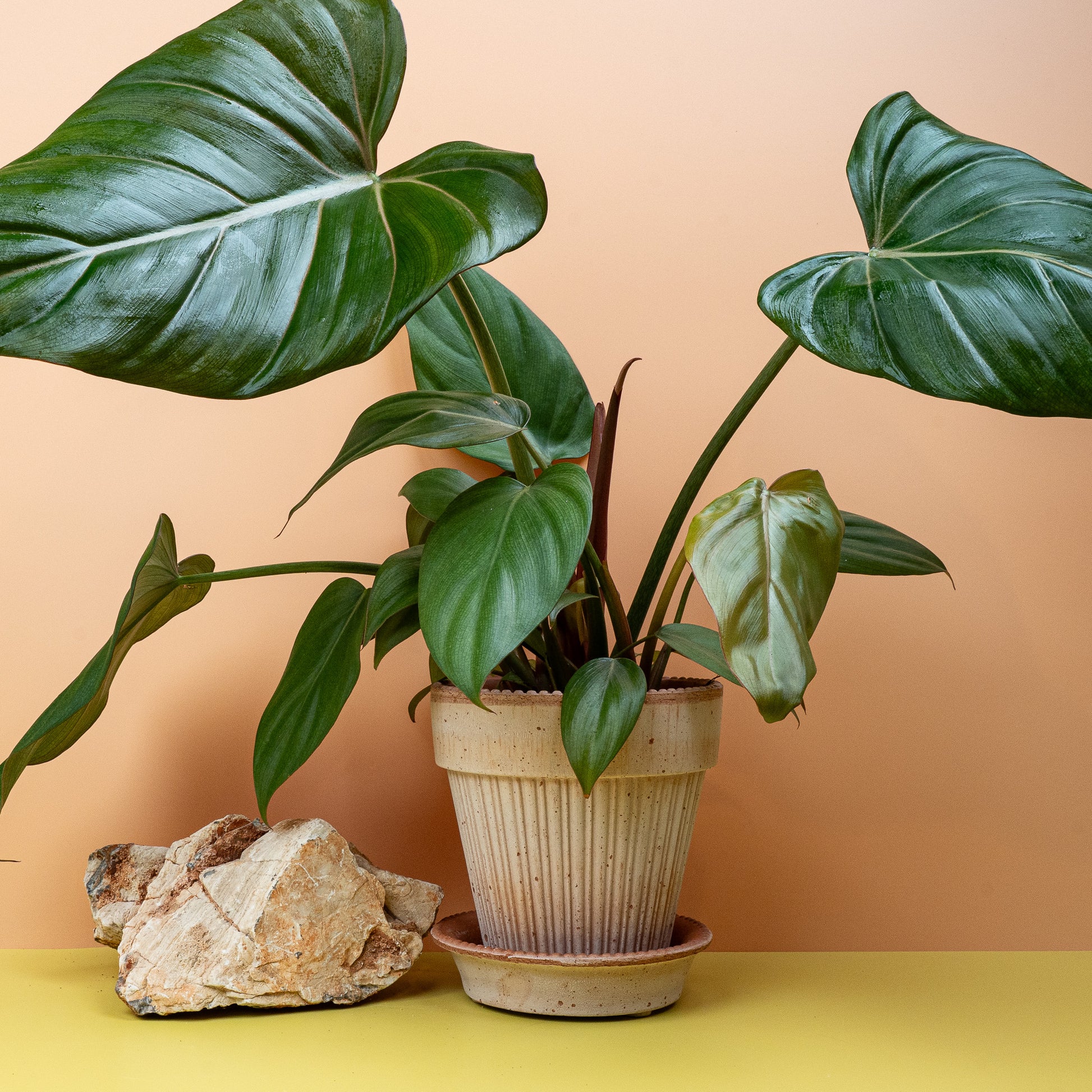 PHILODENDRON SUMMER GLORY online bestellen bei potflourri