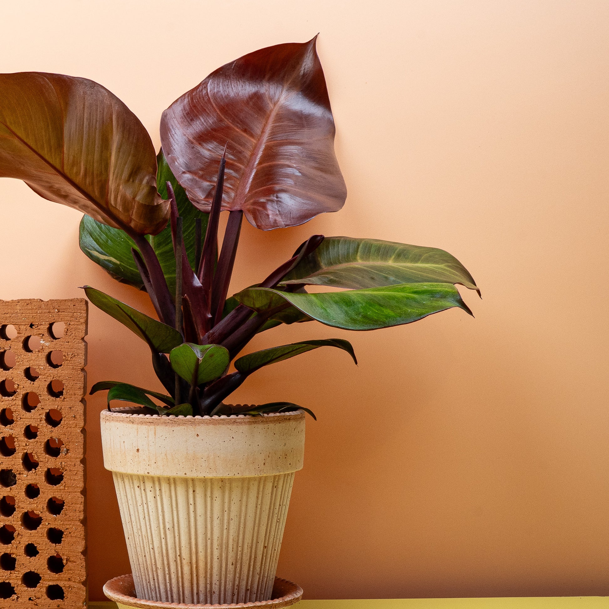 sunlight philodendron PHILODENDRON SUNLIGHT online kaufen bei potflourri
