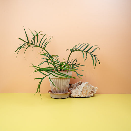 PHILODENDRON TORTUM online bestellen bei potflourri