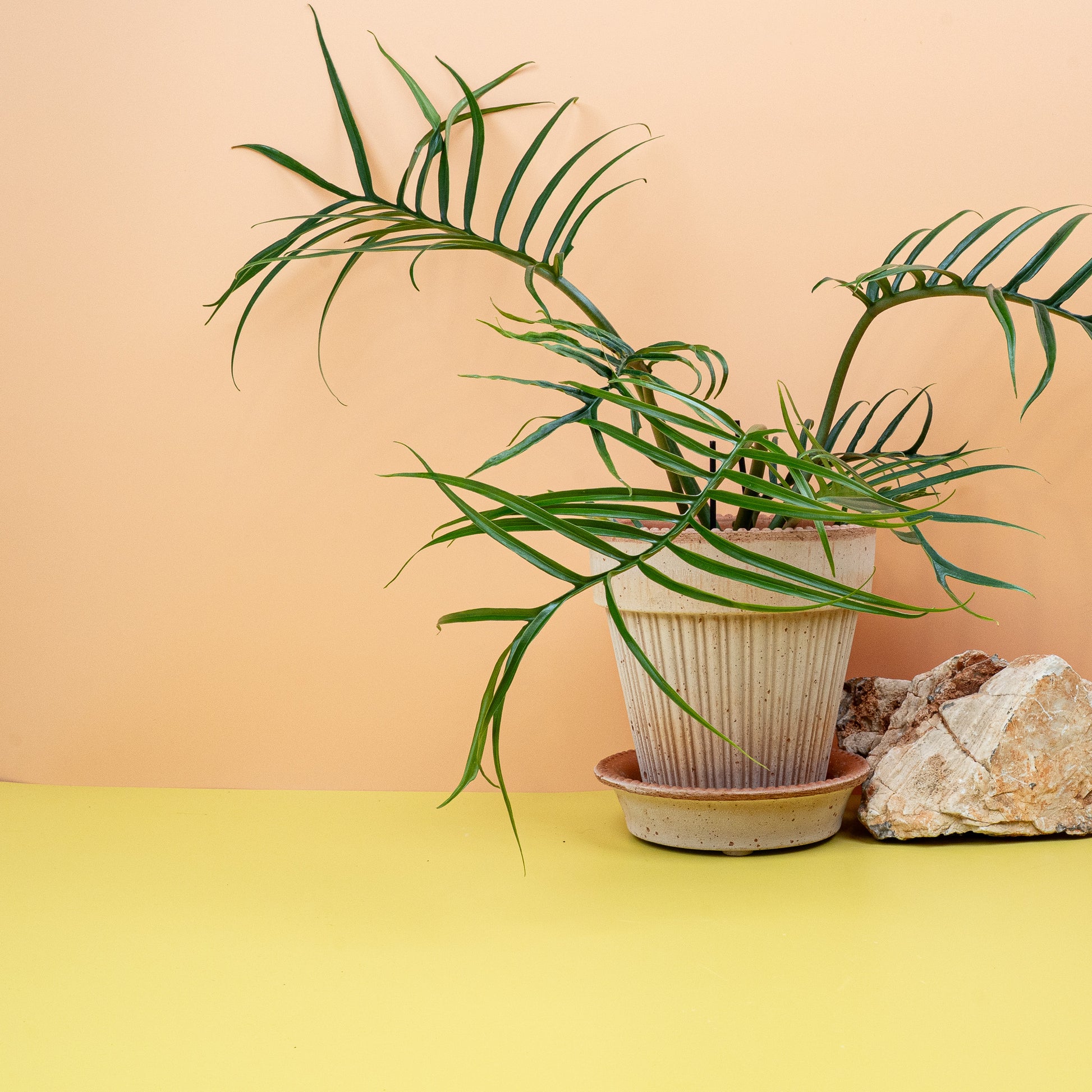 philodendron tortum yellow PHILODENDRON TORTUM online kaufen bei potflourri