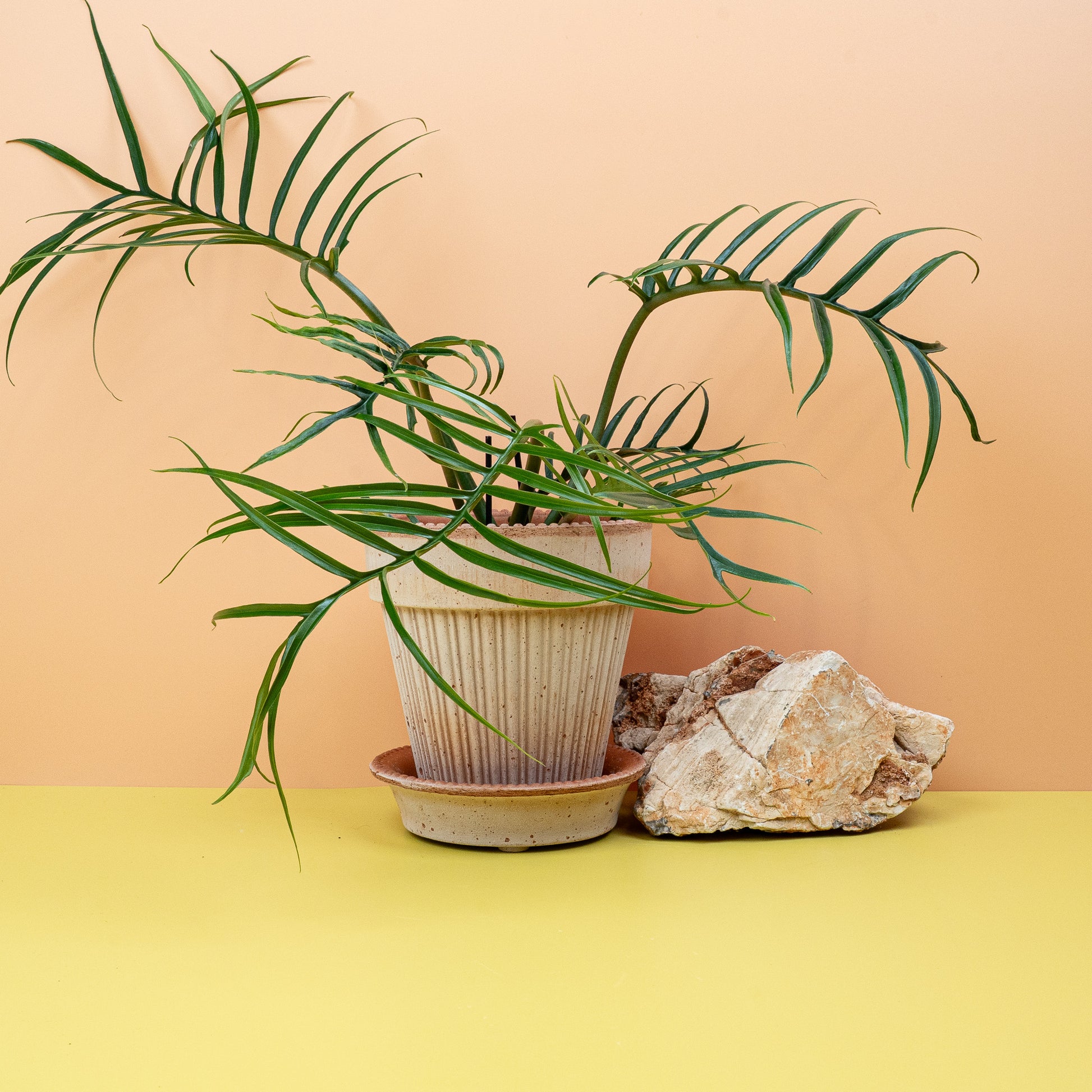 philodendron kaufen PHILODENDRON TORTUM online kaufen bei potflourri