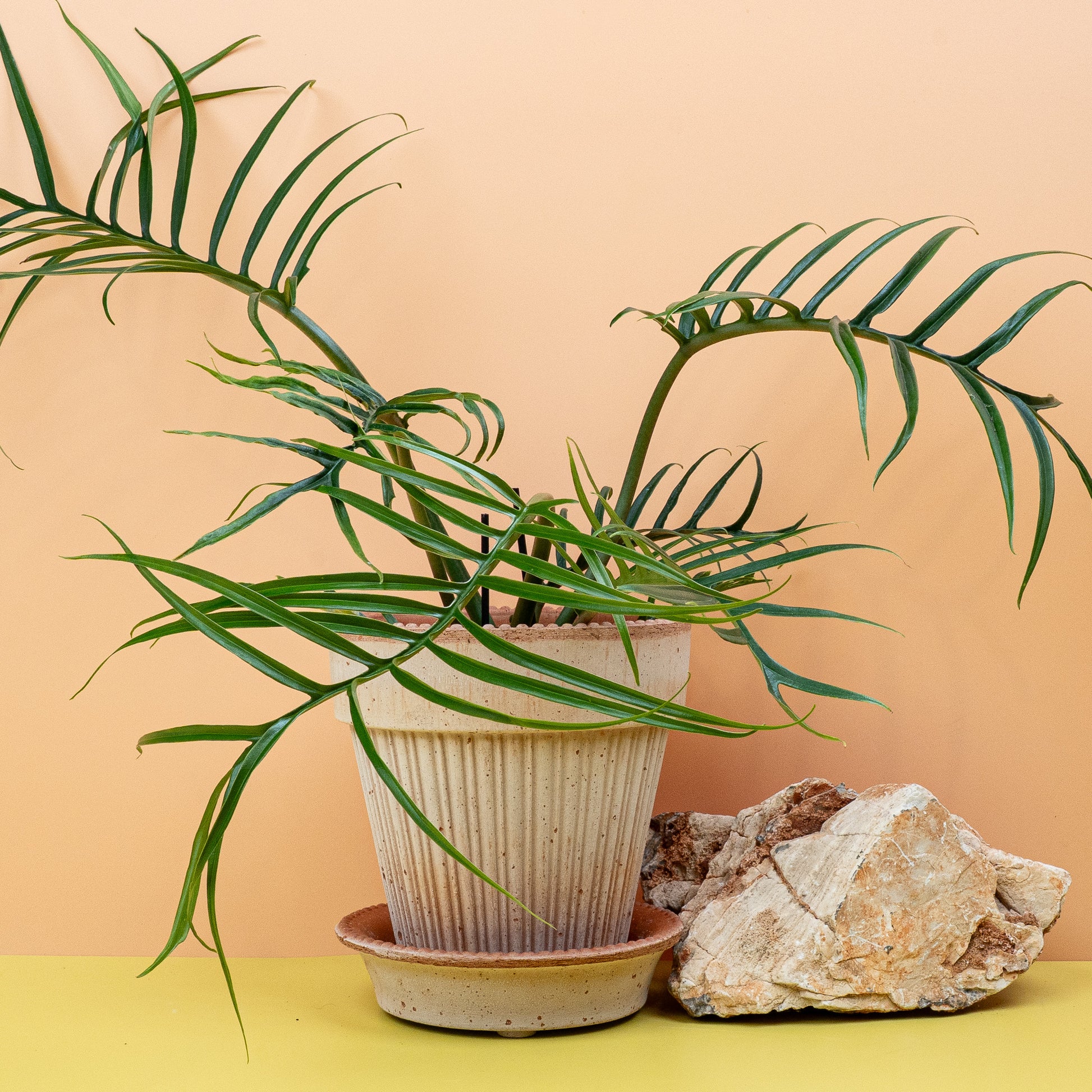 PHILODENDRON TORTUM online bestellen bei potflourri