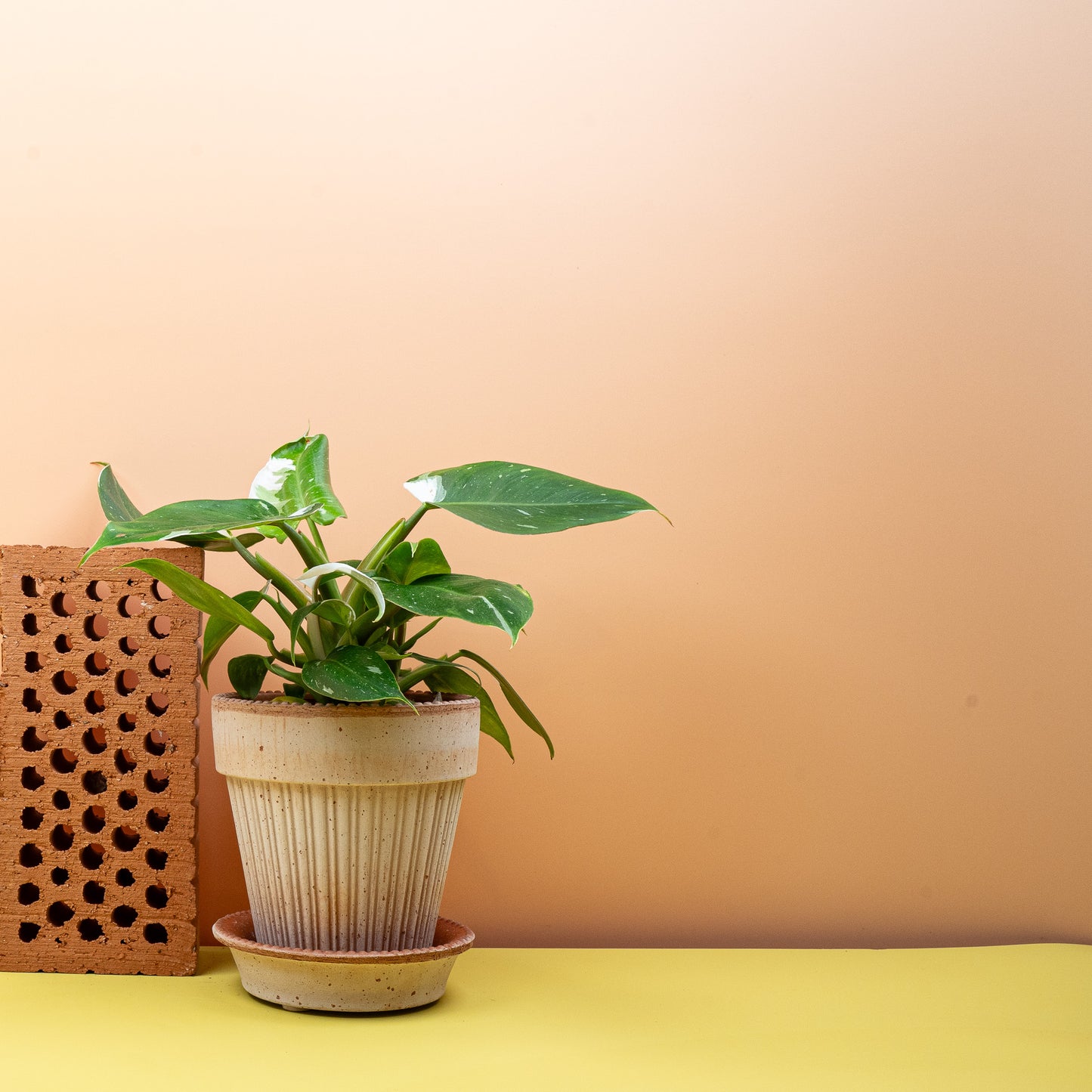 PHILODENDRON WHITE PRINCESS online bestellen bei potflourri