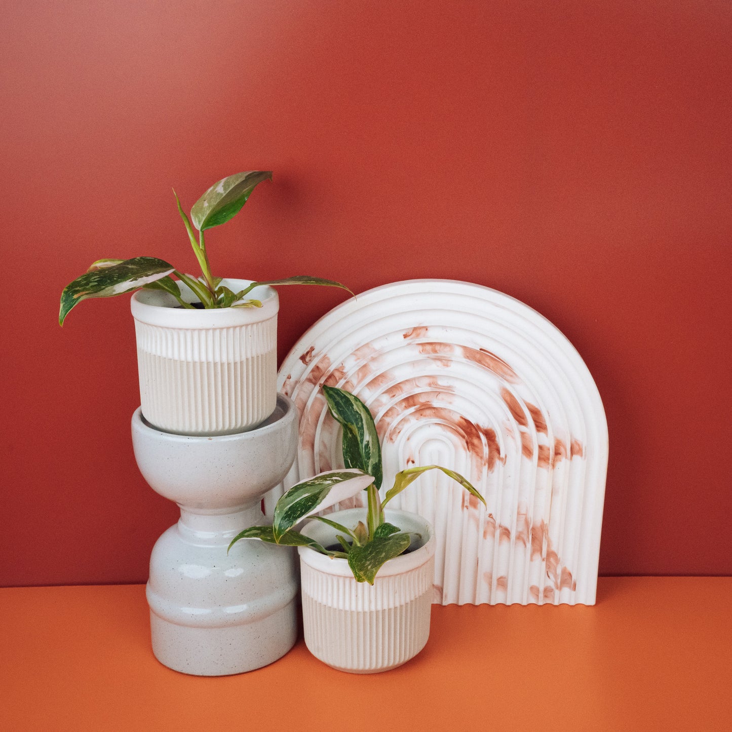 PHILODENDRON WHITE PRINCESS online bestellen bei potflourri