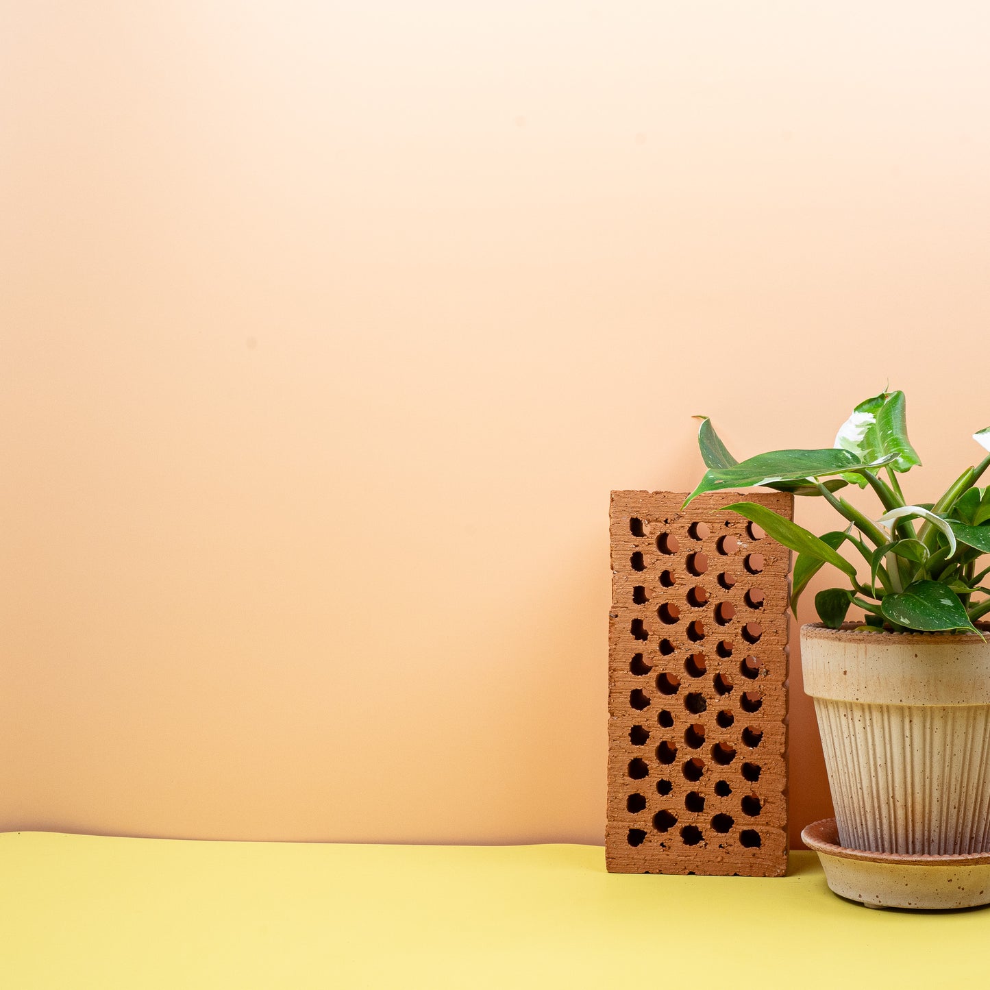 PHILODENDRON WHITE PRINCESS online bestellen bei potflourri