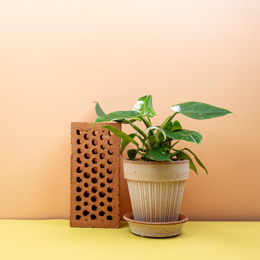 PHILODENDRON WHITE PRINCESS online bestellen bei potflourri