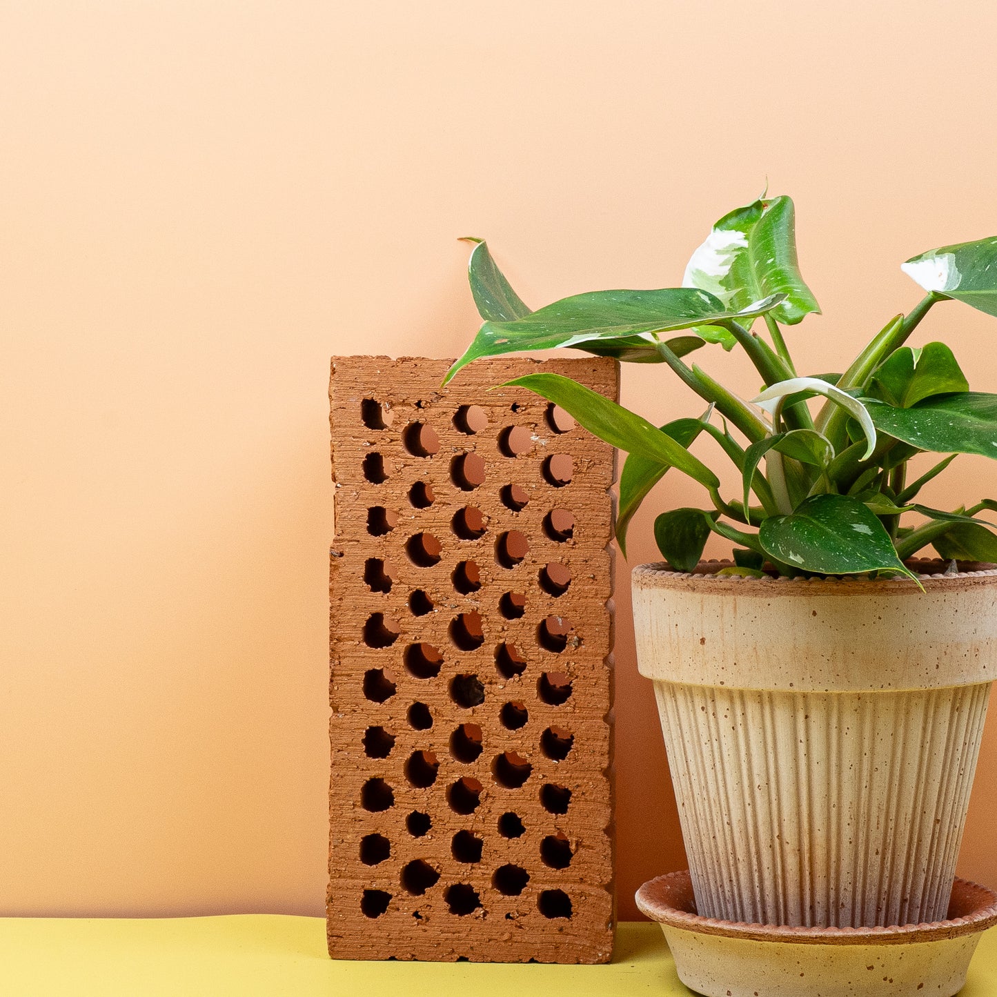 PHILODENDRON WHITE PRINCESS online bestellen bei potflourri